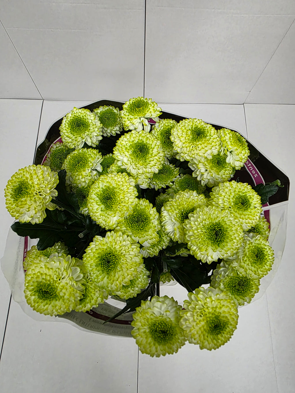 Farm Fresh Spray Chrysanthemum T Fontina (Bunch of 5 stems, Length 70cm) (PACK OF 2)