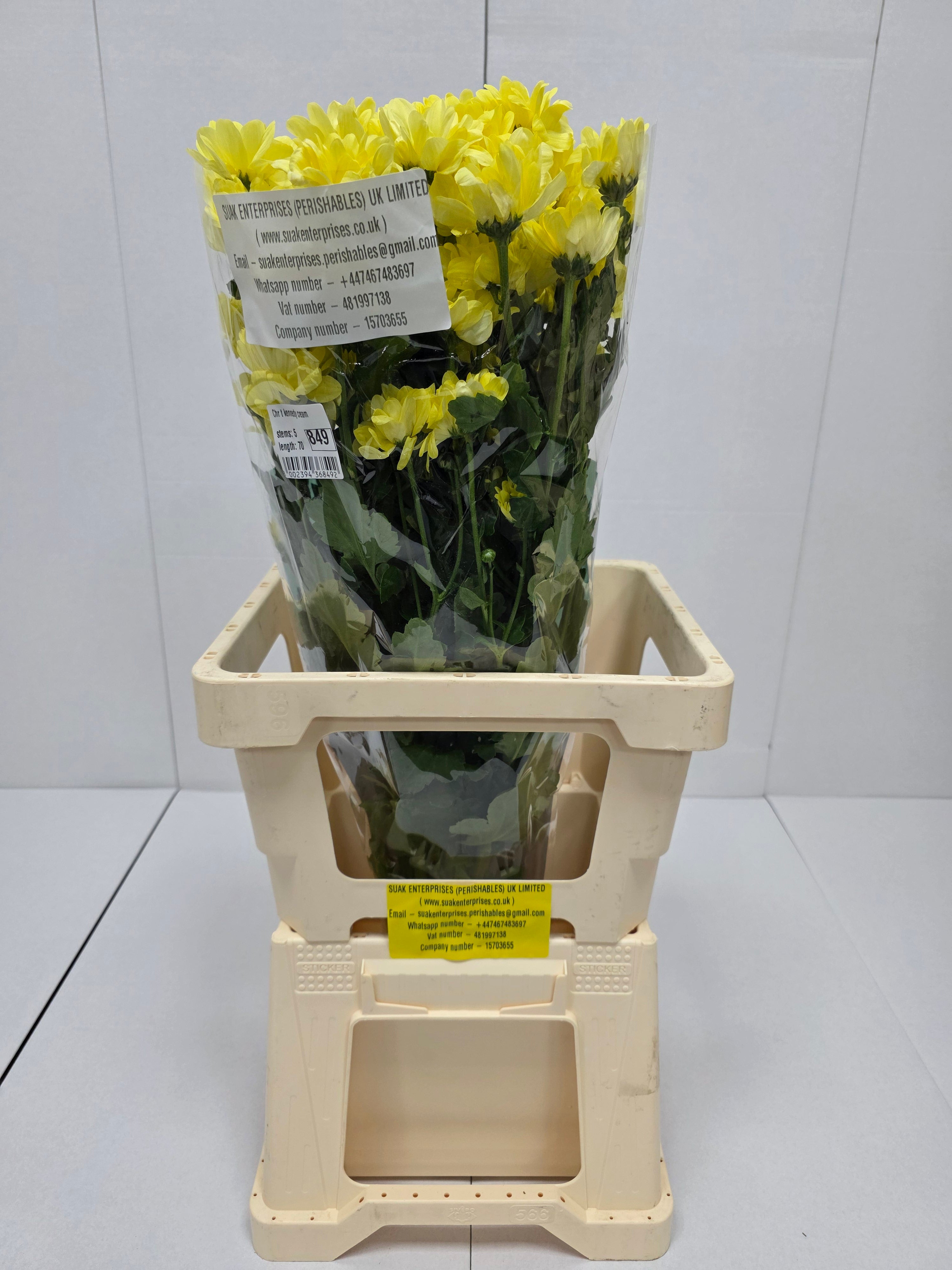 Farm Fresh Spray Chrysanthemum T Kennedy Cream (Bunch of 5 stems, Length 70cm) (PACK OF 2)