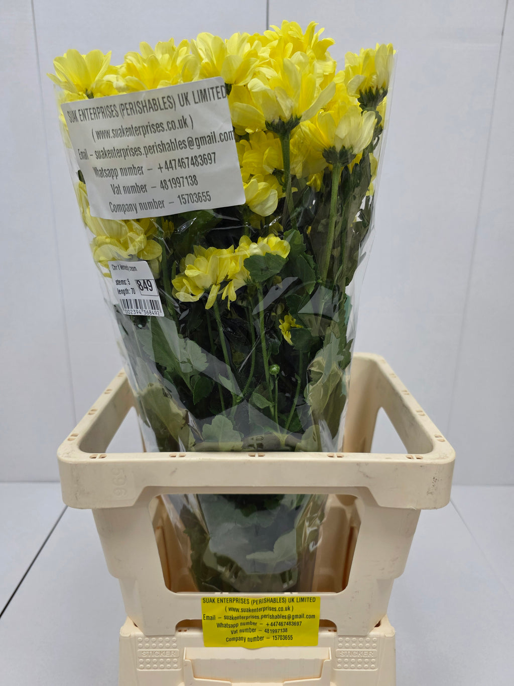 Farm Fresh Spray Chrysanthemum T Kennedy Cream (Bunch of 5 stems, Length 70cm) (PACK OF 2)