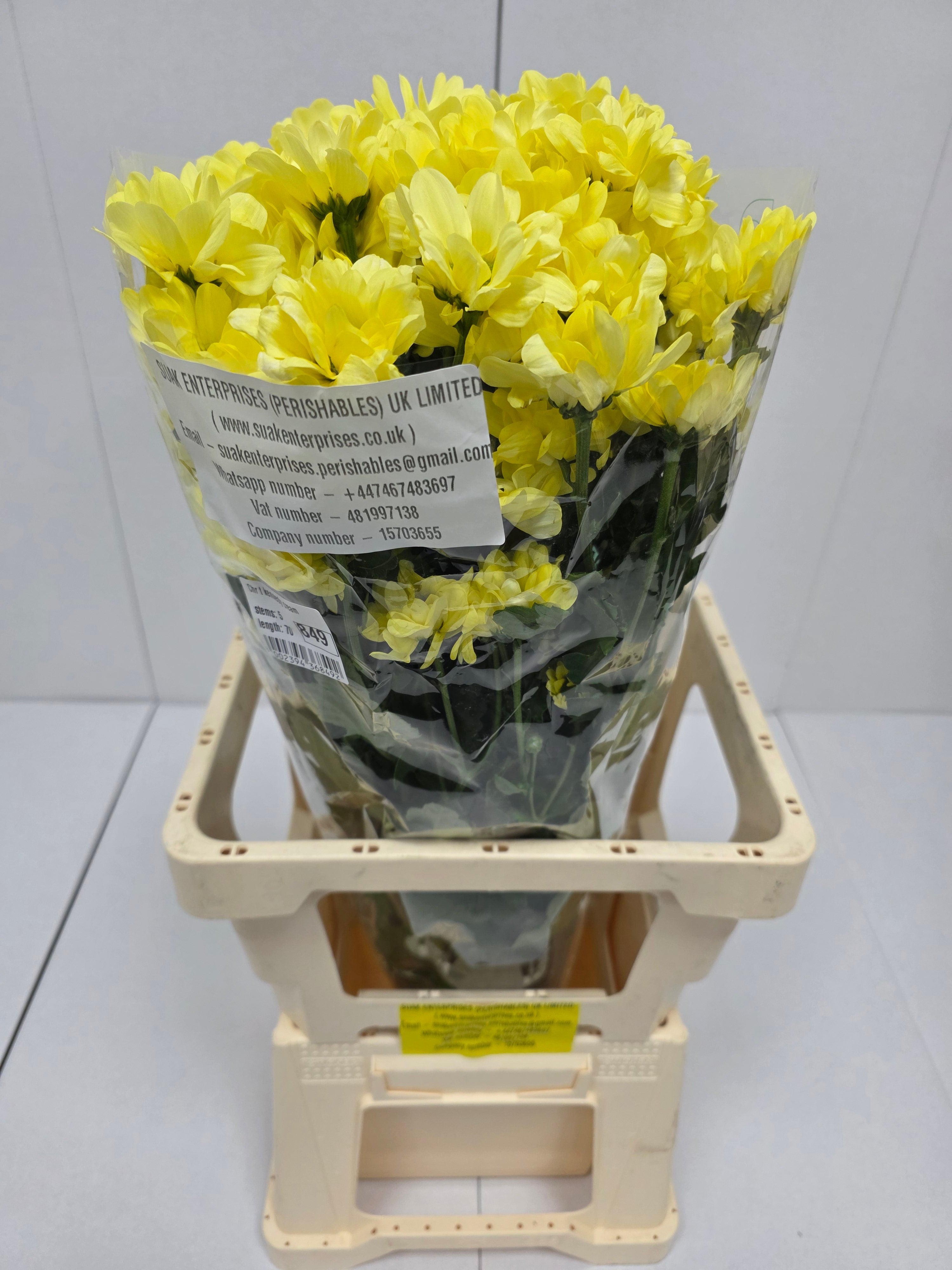 Farm Fresh Spray Chrysanthemum T Kennedy Cream (Bunch of 5 stems, Length 70cm) (PACK OF 2)