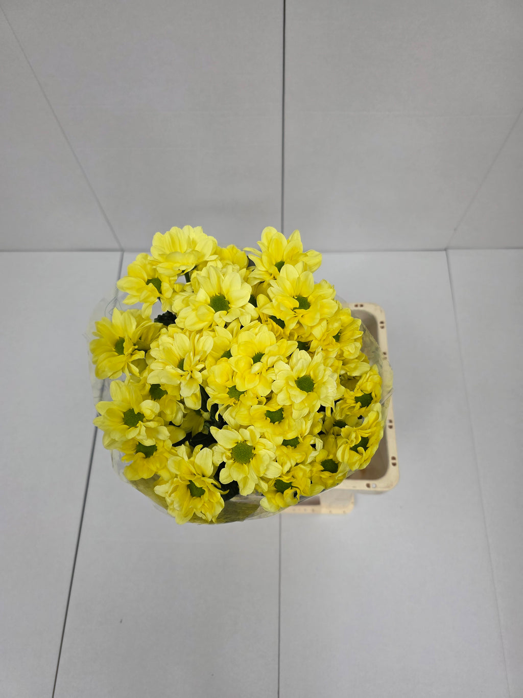 Farm Fresh Spray Chrysanthemum T Kennedy Cream (Bunch of 5 stems, Length 70cm) (PACK OF 2)