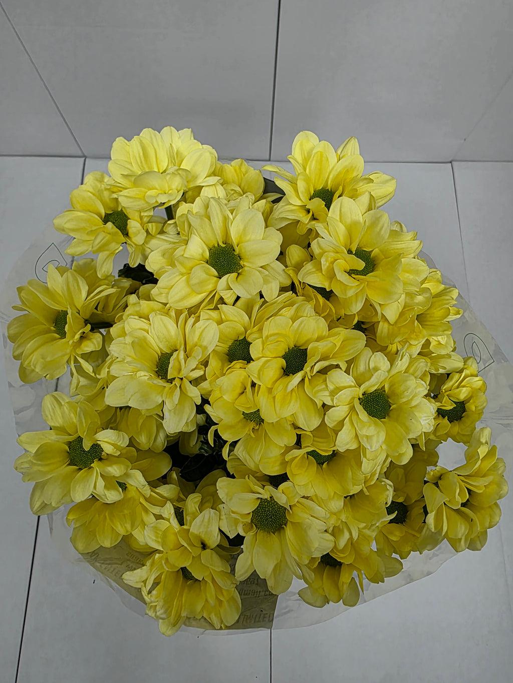 Farm Fresh Spray Chrysanthemum T Kennedy Cream (Bunch of 5 stems, Length 70cm) (PACK OF 2)