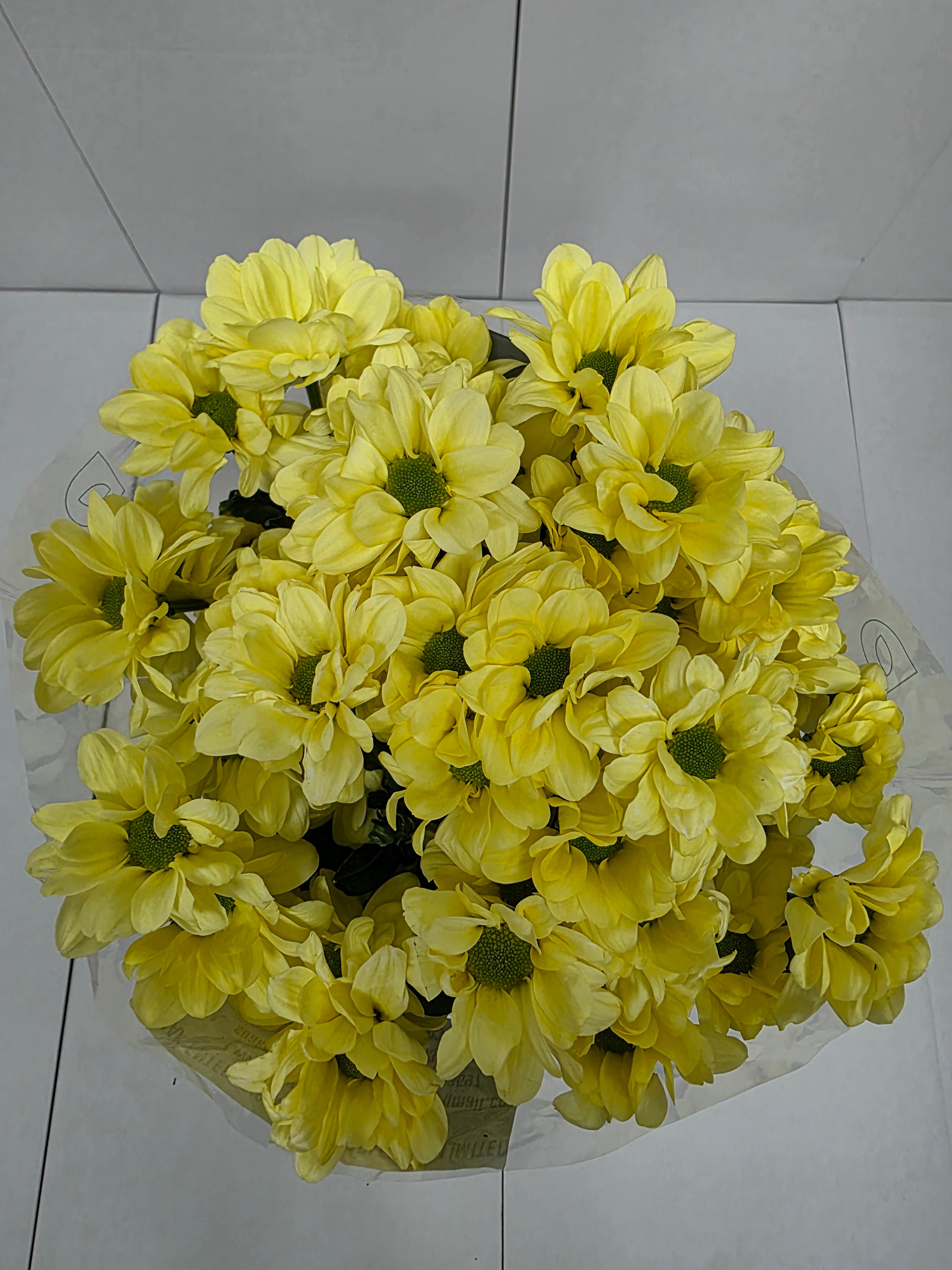 Farm Fresh Spray Chrysanthemum T Kennedy Cream (Bunch of 5 stems, Length 70cm) (PACK OF 2)