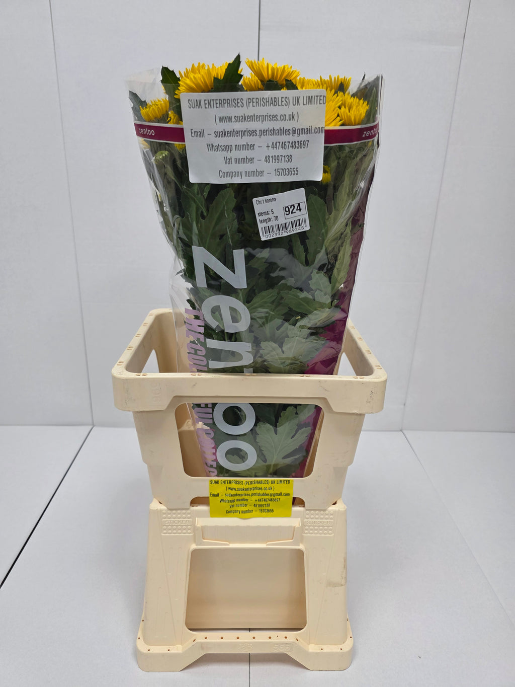 Farm Fresh Spray Chrysanthemum T Korona (Bunch of 5 stems, Length 70cm) (PACK OF 2)