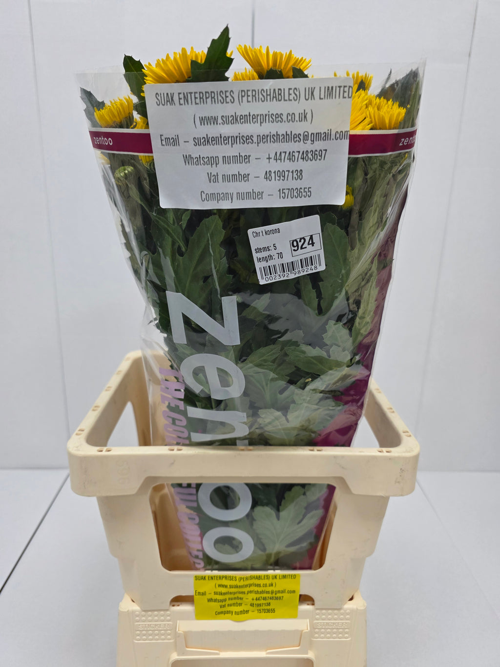 Farm Fresh Spray Chrysanthemum T Korona (Bunch of 5 stems, Length 70cm) (PACK OF 2)