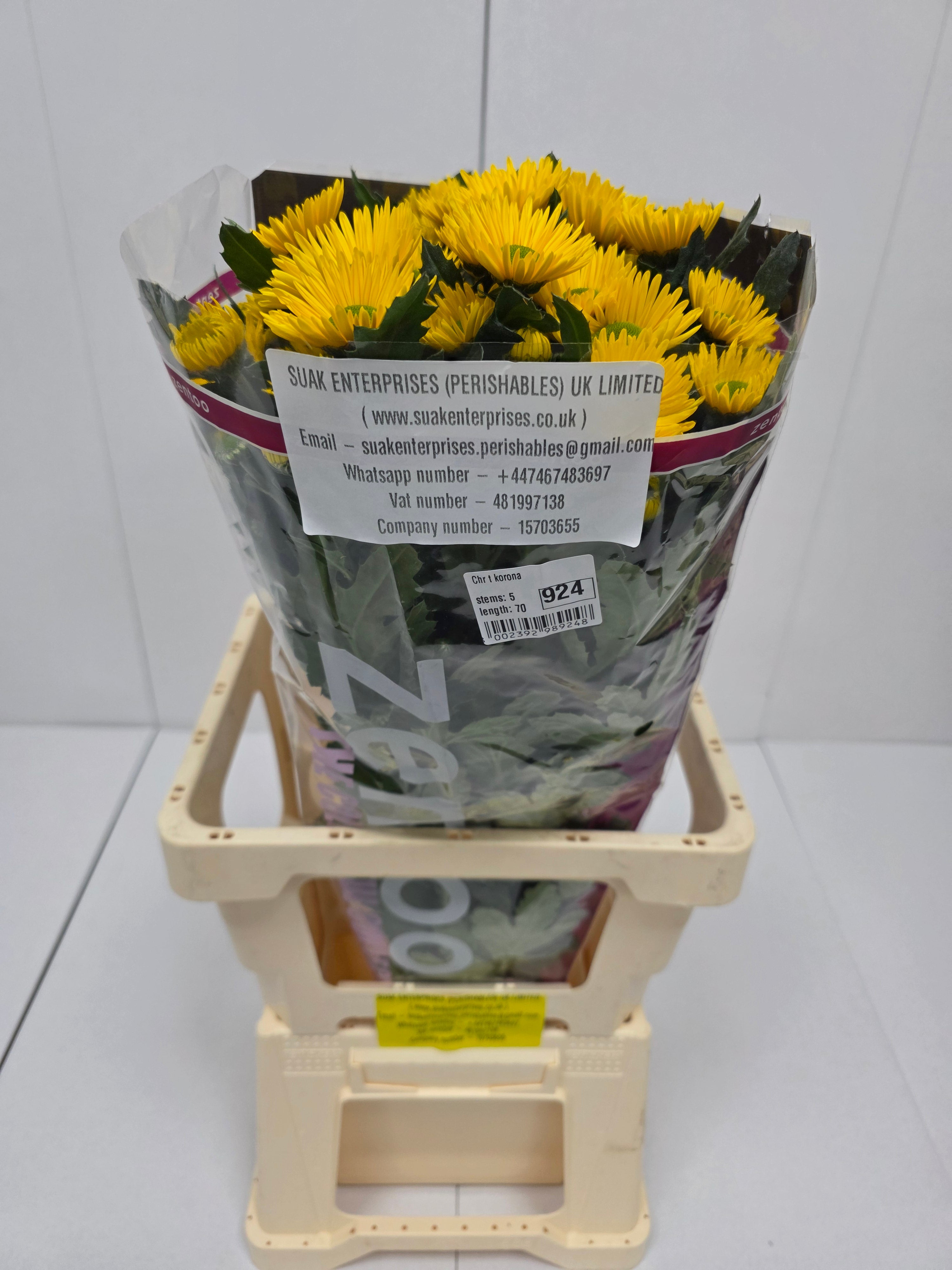 Farm Fresh Spray Chrysanthemum T Korona (Bunch of 5 stems, Length 70cm) (PACK OF 2)