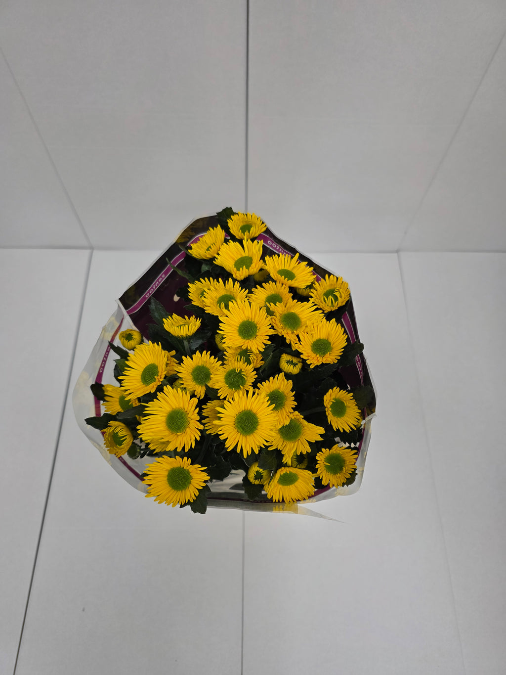 Farm Fresh Spray Chrysanthemum T Korona (Bunch of 5 stems, Length 70cm) (PACK OF 2)