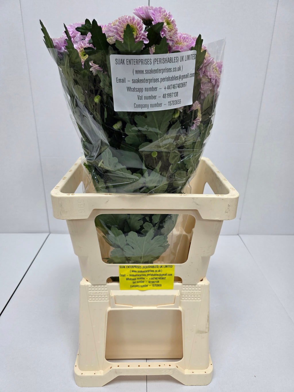 Farm Fresh Spray Chrysanthemum T Letsgo Pink (Bunch of 5 stems, Length 70cm) (PACK OF 2)