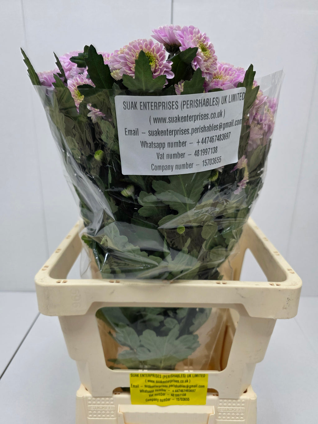 Farm Fresh Spray Chrysanthemum T Letsgo Pink (Bunch of 5 stems, Length 70cm) (PACK OF 2)