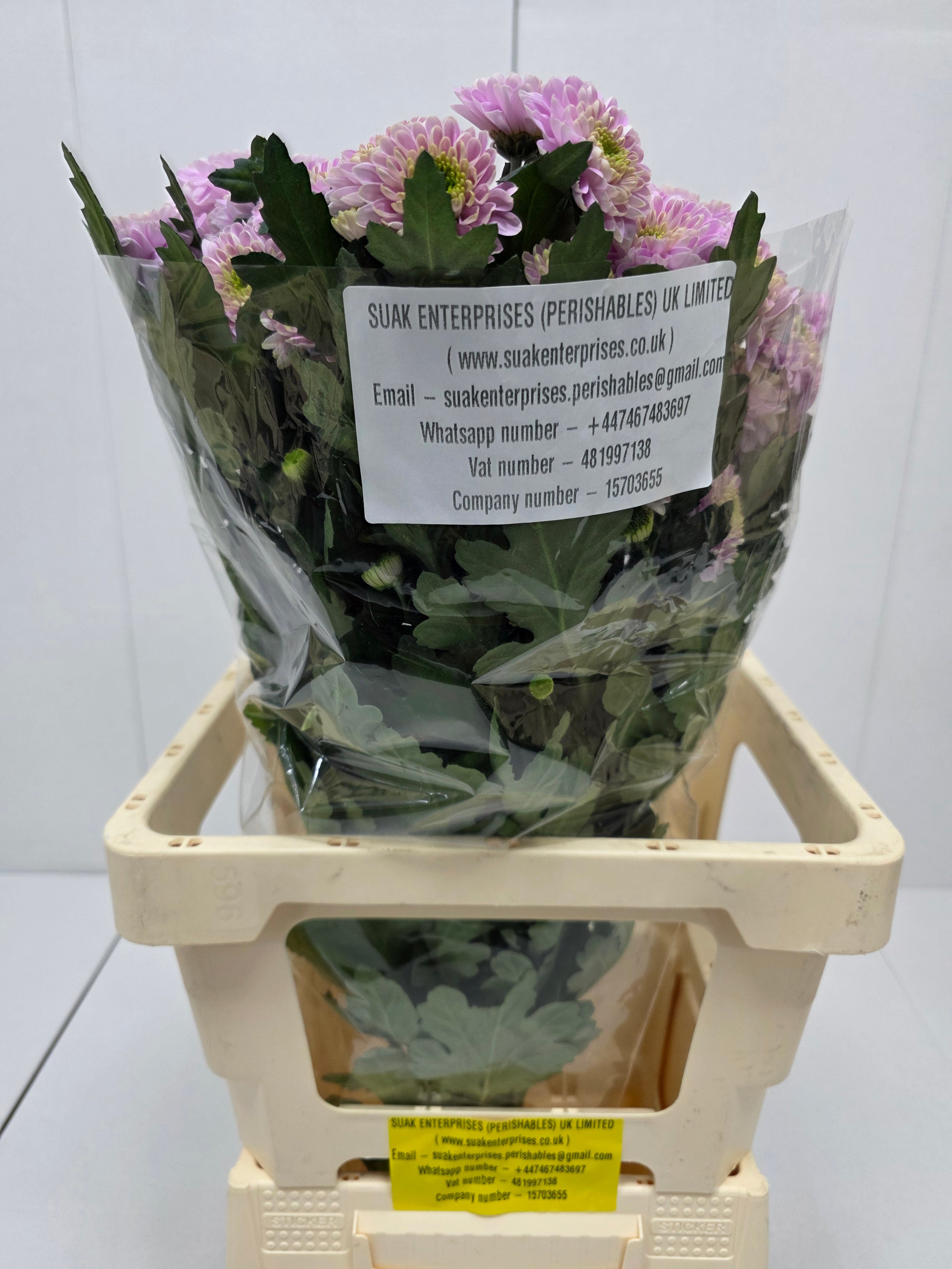 Farm Fresh Spray Chrysanthemum T Letsgo Pink (Bunch of 5 stems, Length 70cm) (PACK OF 2)