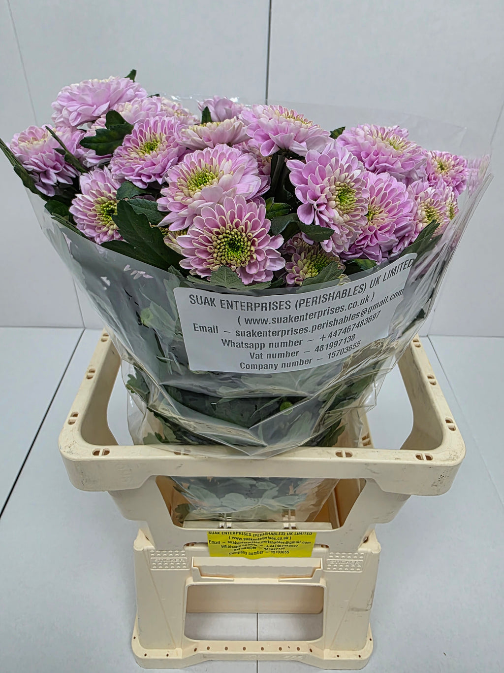 Farm Fresh Spray Chrysanthemum T Letsgo Pink (Bunch of 5 stems, Length 70cm) (PACK OF 2)
