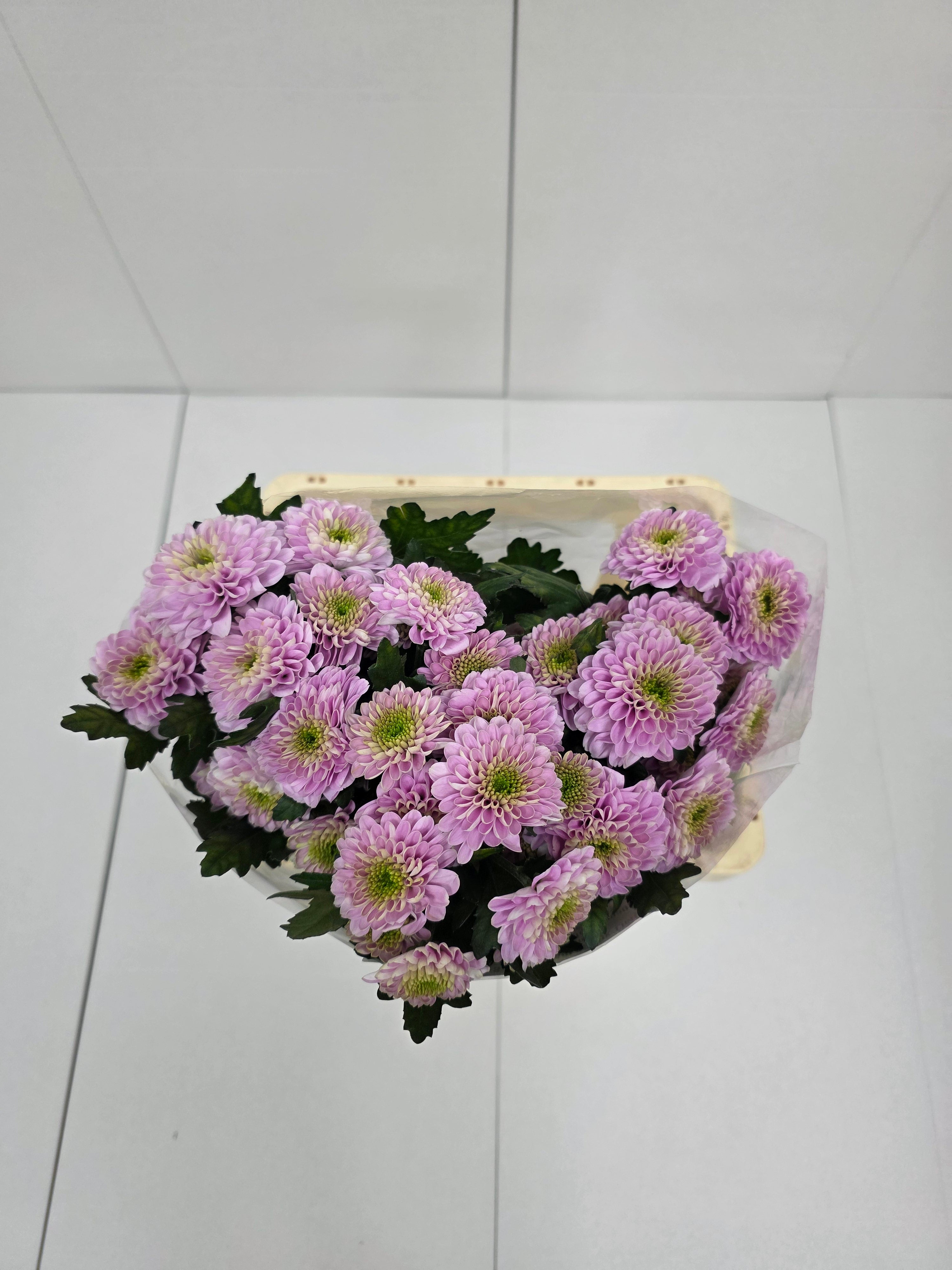 Farm Fresh Spray Chrysanthemum T Letsgo Pink (Bunch of 5 stems, Length 70cm) (PACK OF 2)