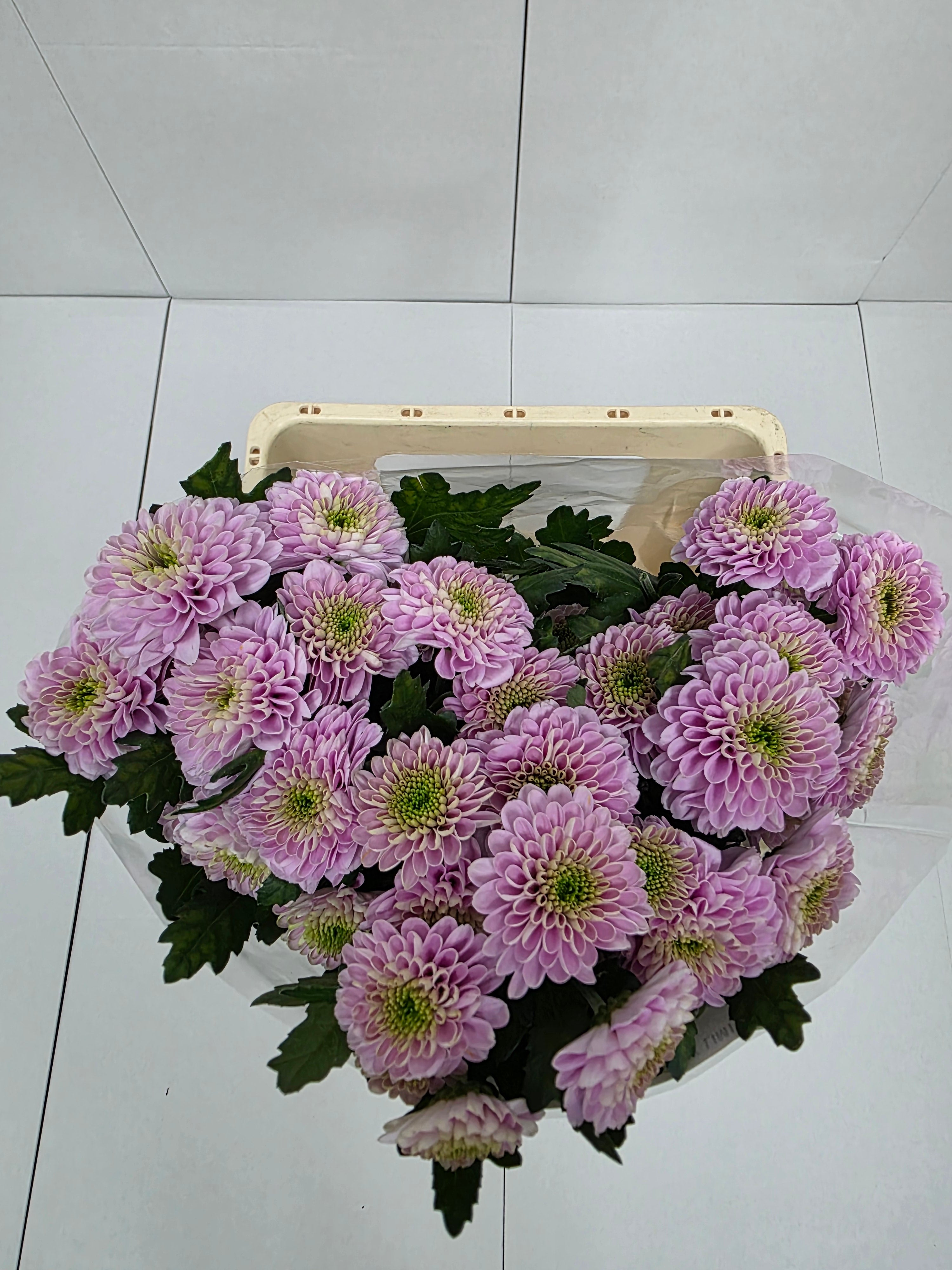 Farm Fresh Spray Chrysanthemum T Letsgo Pink (Bunch of 5 stems, Length 70cm) (PACK OF 2)