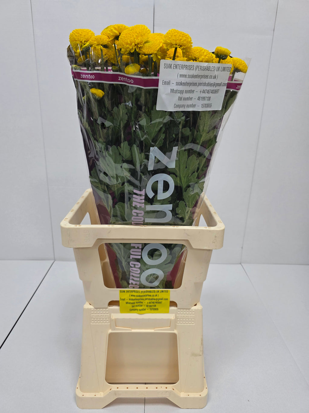 Farm Fresh Spray Chrysanthemum T Limoncello (Bunch of 5 stems, Length 70cm) (PACK OF 2)