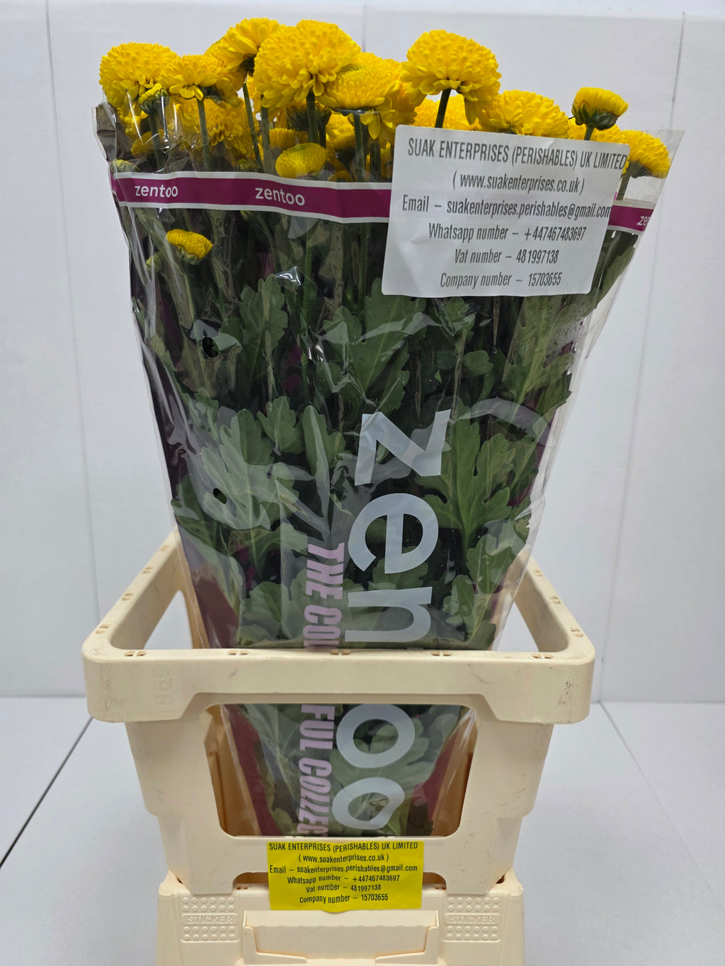 Farm Fresh Spray Chrysanthemum T Limoncello (Bunch of 5 stems, Length 70cm) (PACK OF 2)