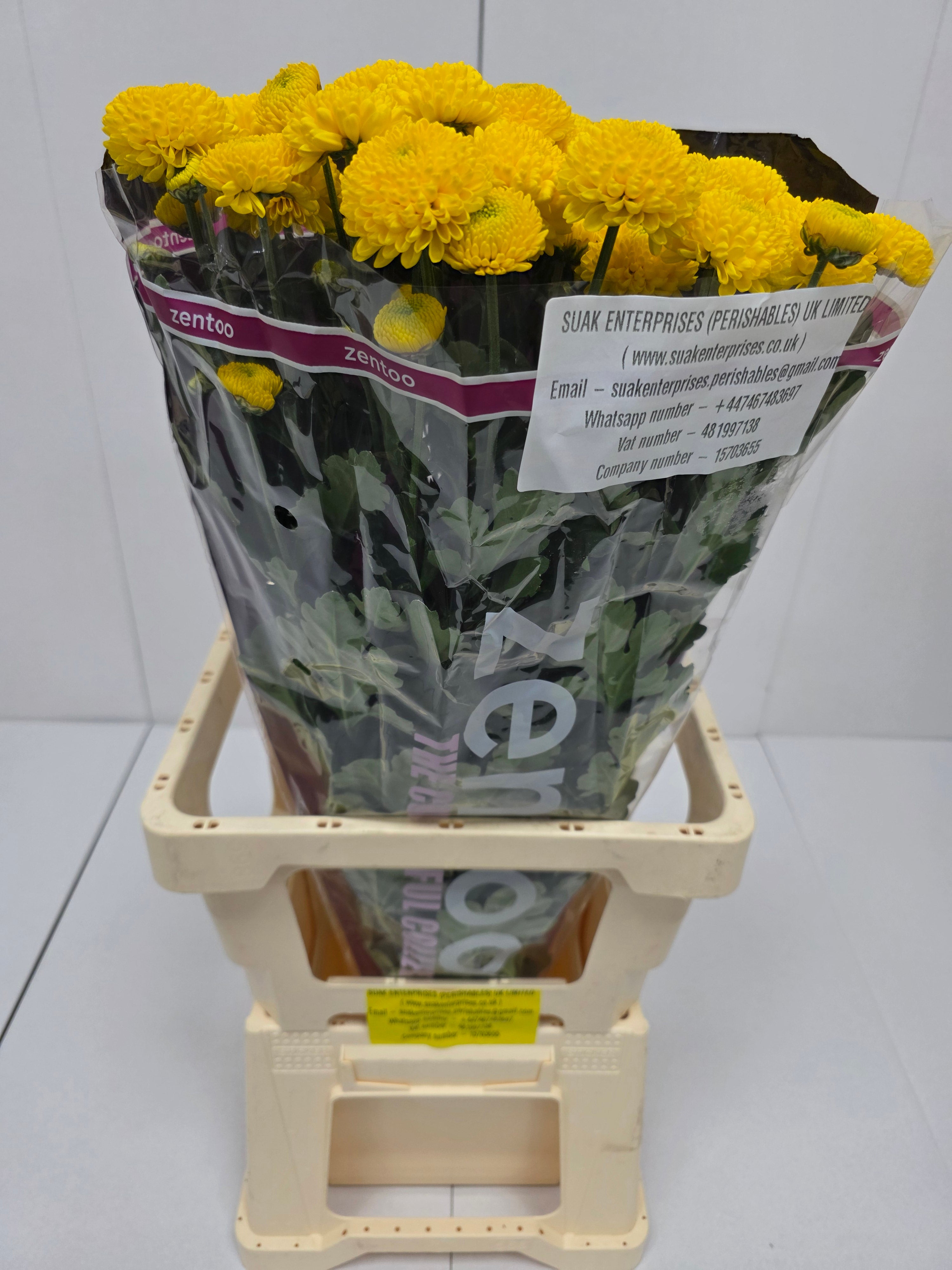 Farm Fresh Spray Chrysanthemum T Limoncello (Bunch of 5 stems, Length 70cm) (PACK OF 2)