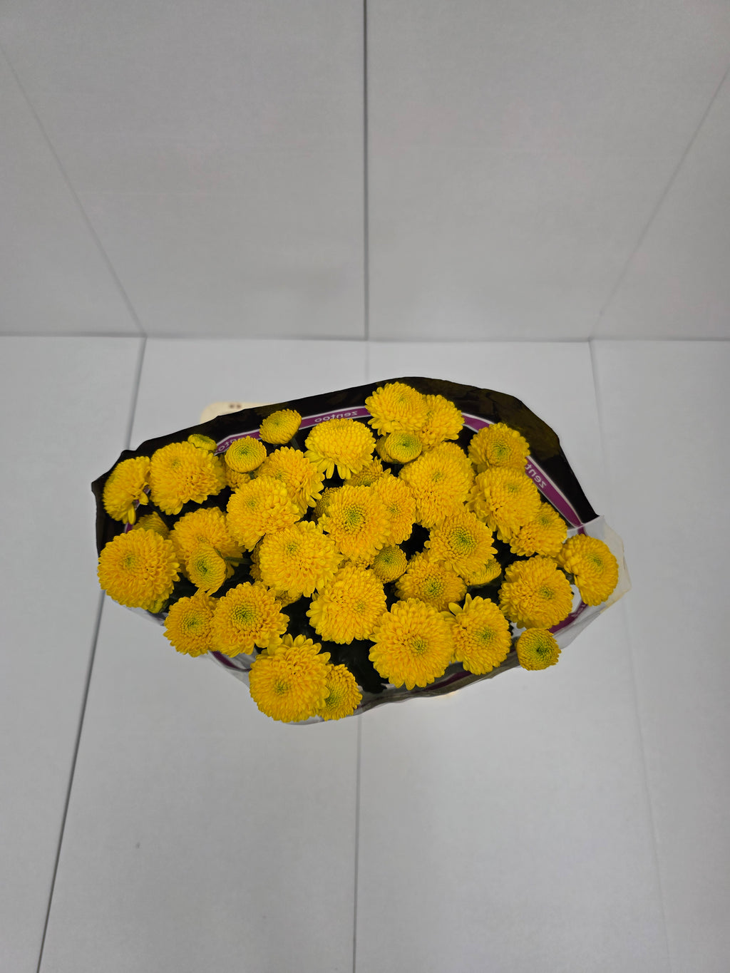 Farm Fresh Spray Chrysanthemum T Limoncello (Bunch of 5 stems, Length 70cm) (PACK OF 2)