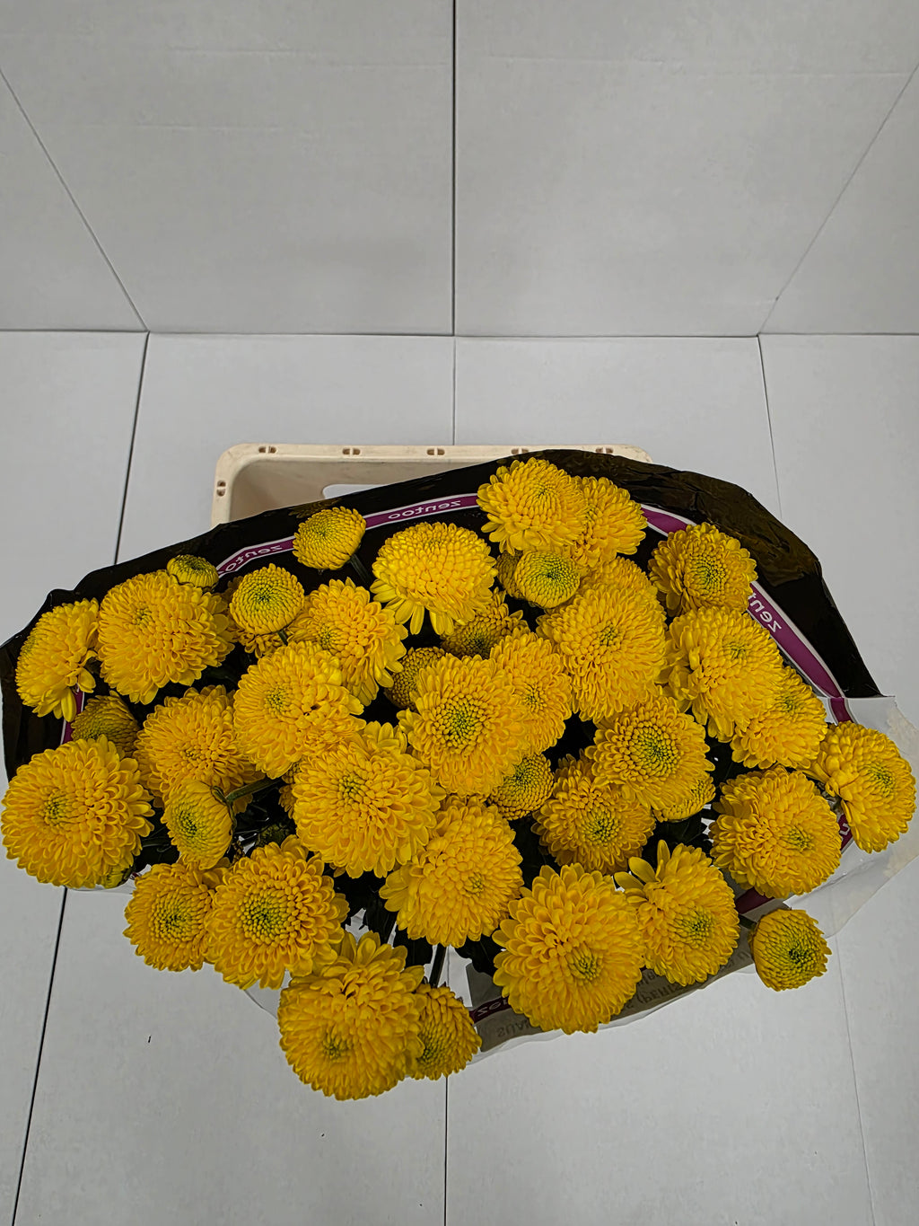 Farm Fresh Spray Chrysanthemum T Limoncello (Bunch of 5 stems, Length 70cm) (PACK OF 2)
