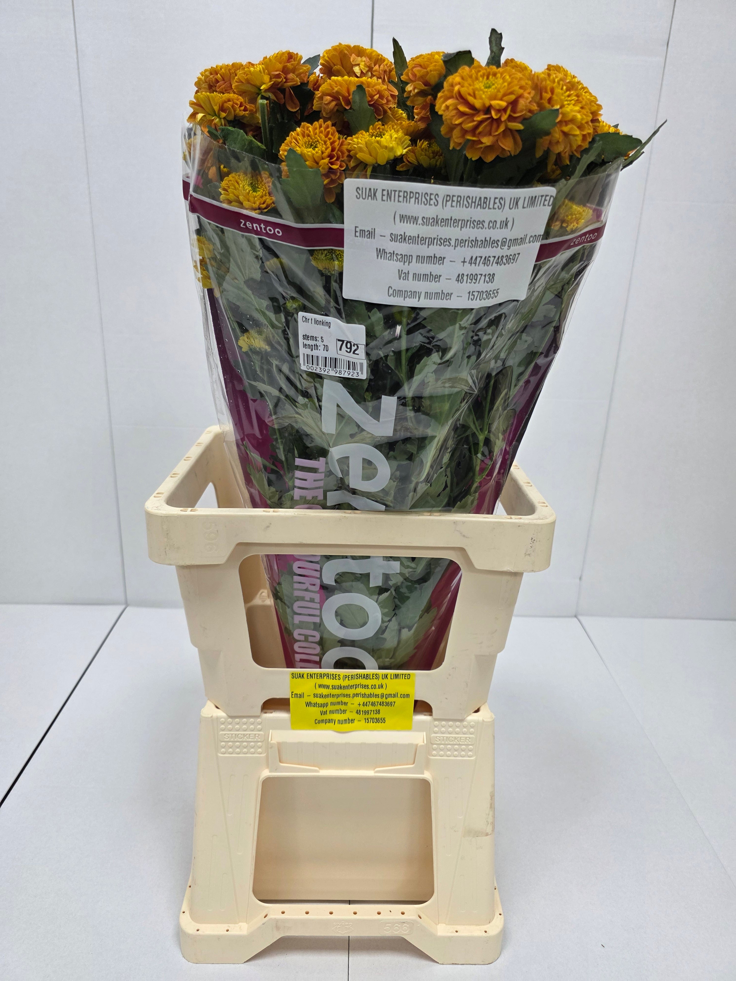 Farm Fresh Spray Chrysanthemum T Lionking (Bunch of 5 stems, Length 70cm) (PACK OF 2)