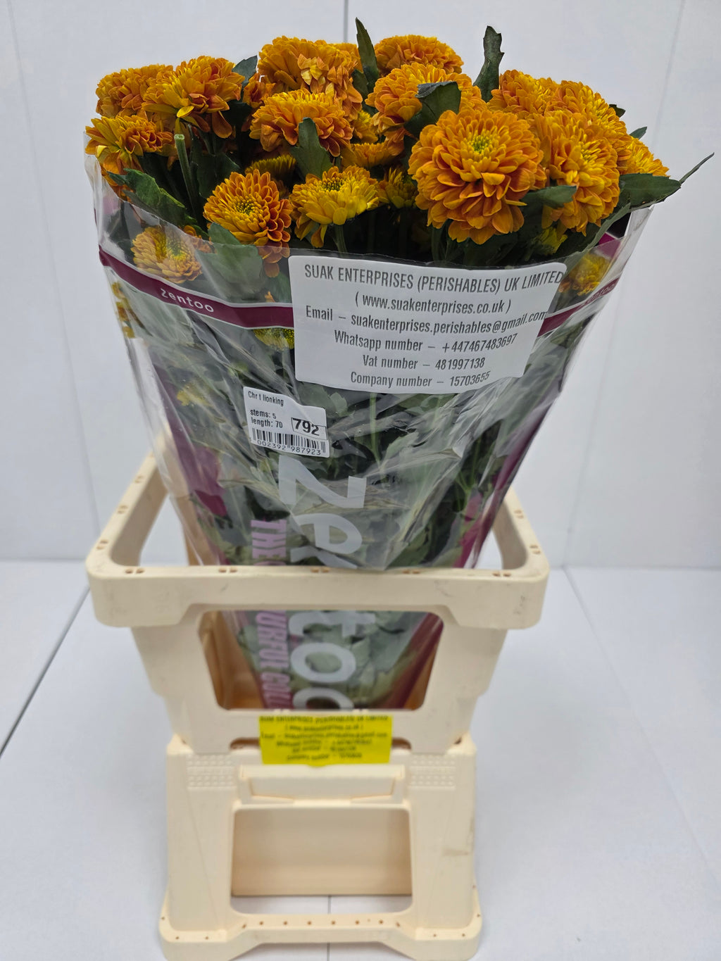 Farm Fresh Spray Chrysanthemum T Lionking (Bunch of 5 stems, Length 70cm) (PACK OF 2)