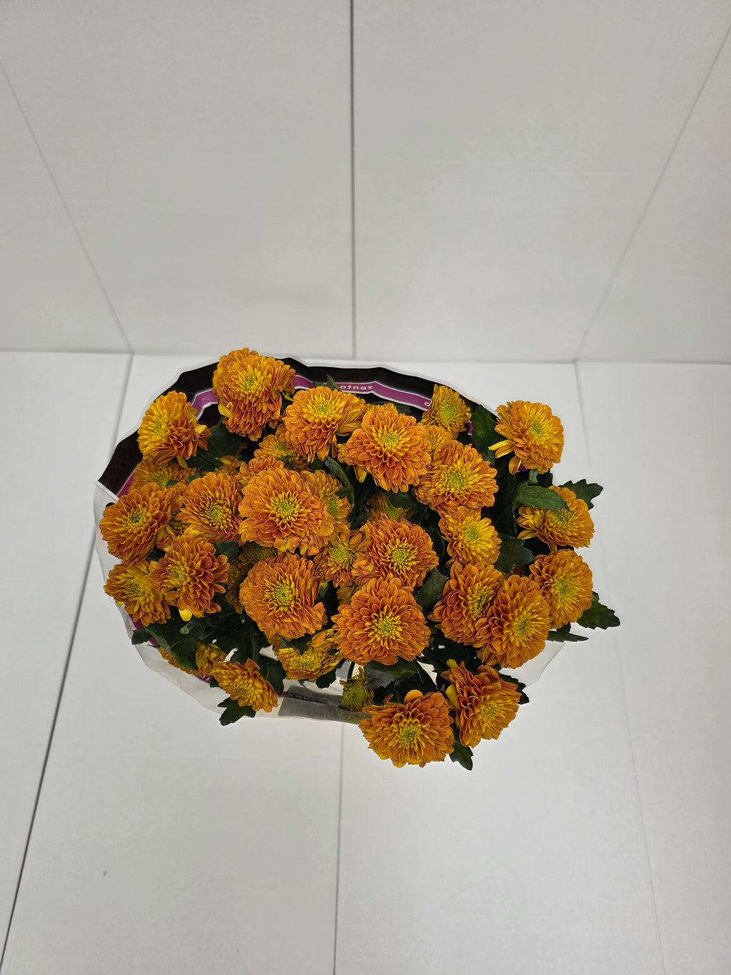 Farm Fresh Spray Chrysanthemum T Lionking (Bunch of 5 stems, Length 70cm) (PACK OF 2)