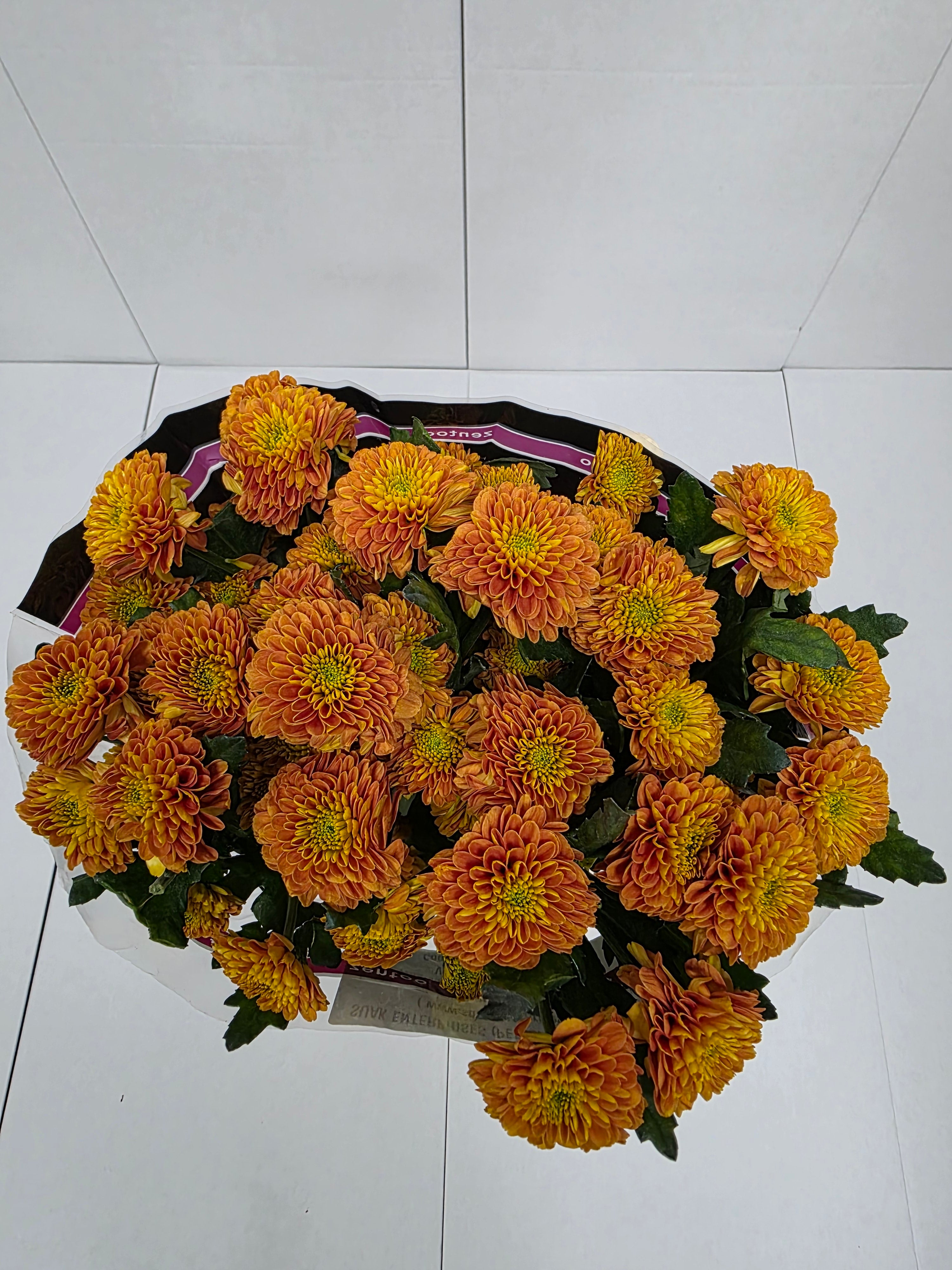 Farm Fresh Spray Chrysanthemum T Lionking (Bunch of 5 stems, Length 70cm) (PACK OF 2)