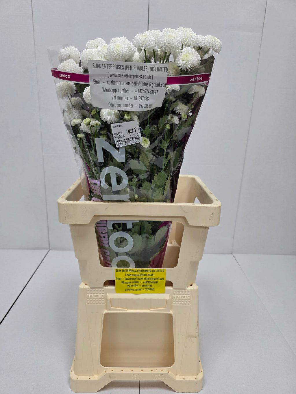 Farm Fresh Spray Chrysanthemum T Newton (Bunch of 5 stems, Length 70cm) (PACK OF 2)