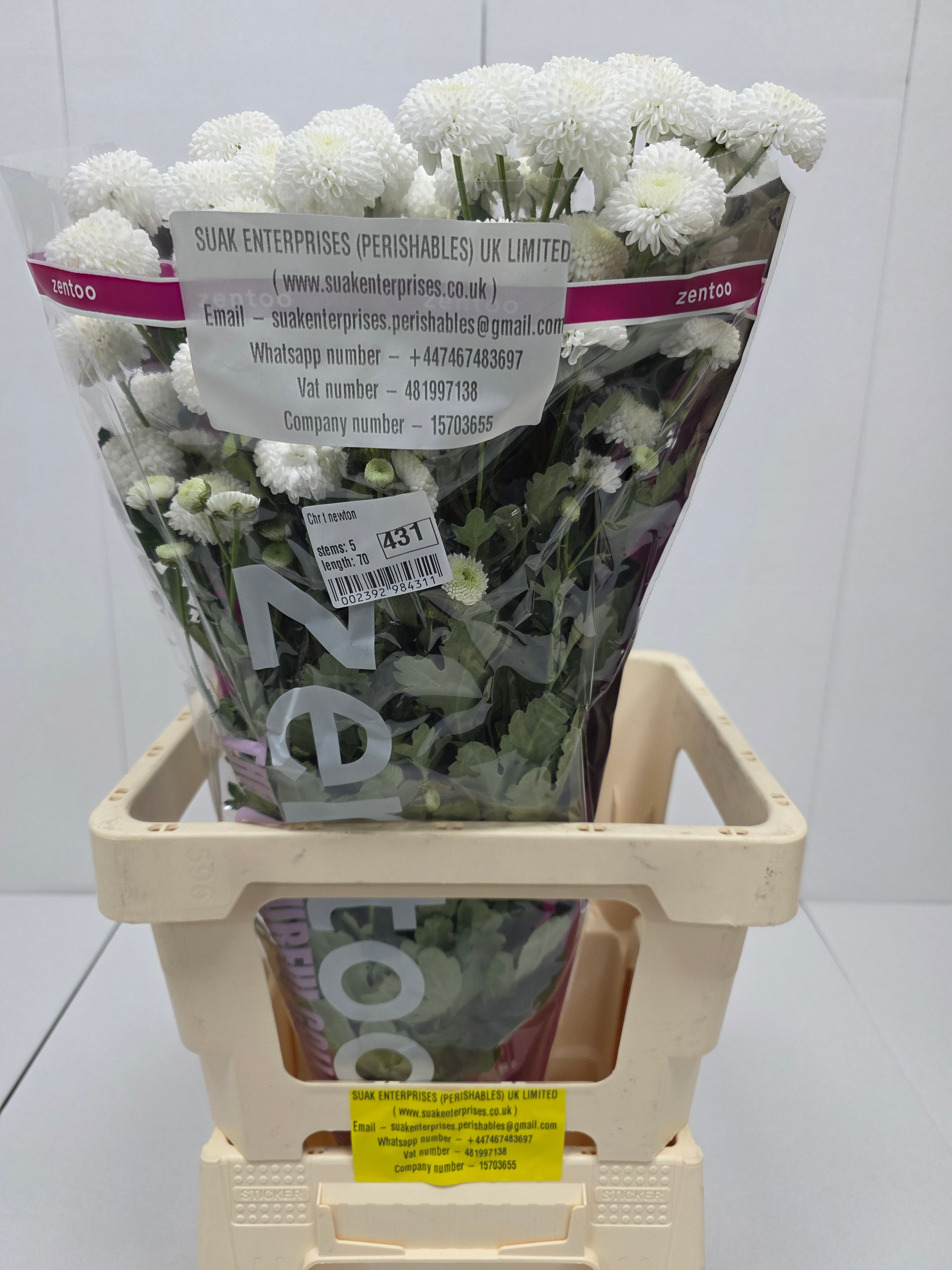 Farm Fresh Spray Chrysanthemum T Newton (Bunch of 5 stems, Length 70cm) (PACK OF 2)