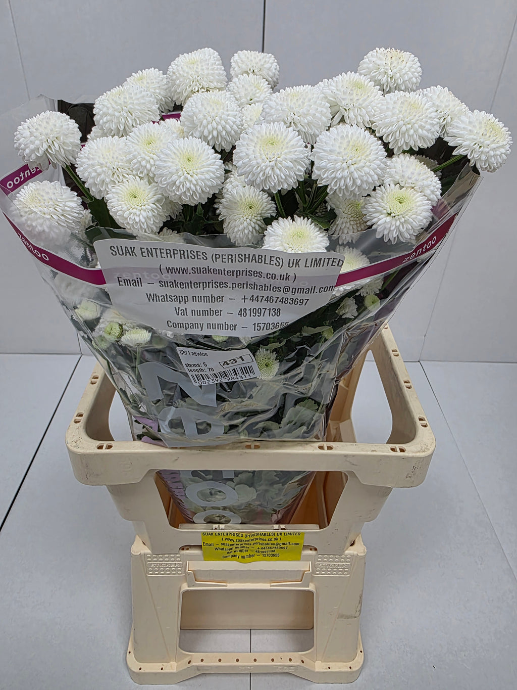 Farm Fresh Spray Chrysanthemum T Newton (Bunch of 5 stems, Length 70cm) (PACK OF 2)
