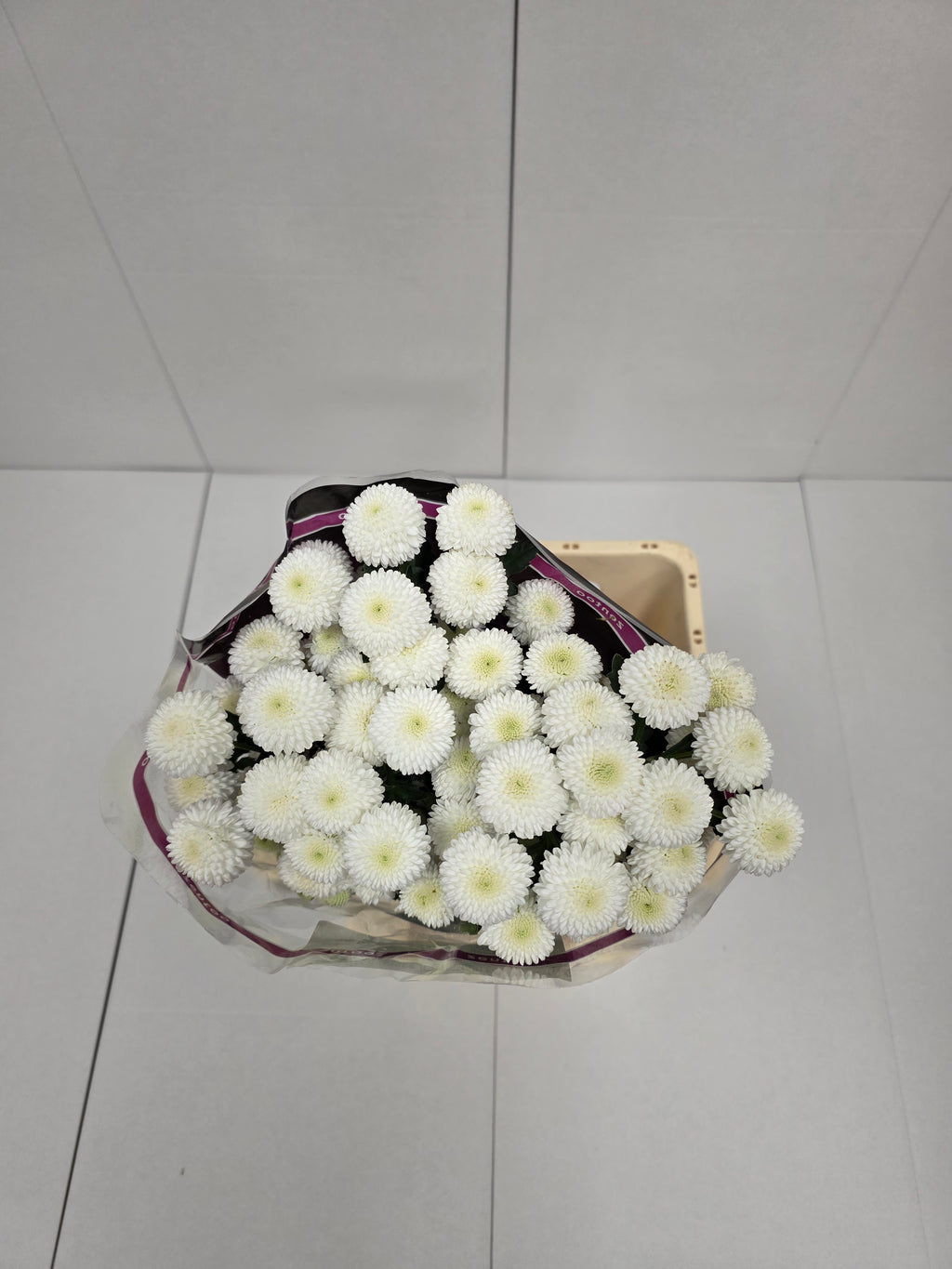 Farm Fresh Spray Chrysanthemum T Newton (Bunch of 5 stems, Length 70cm) (PACK OF 2)