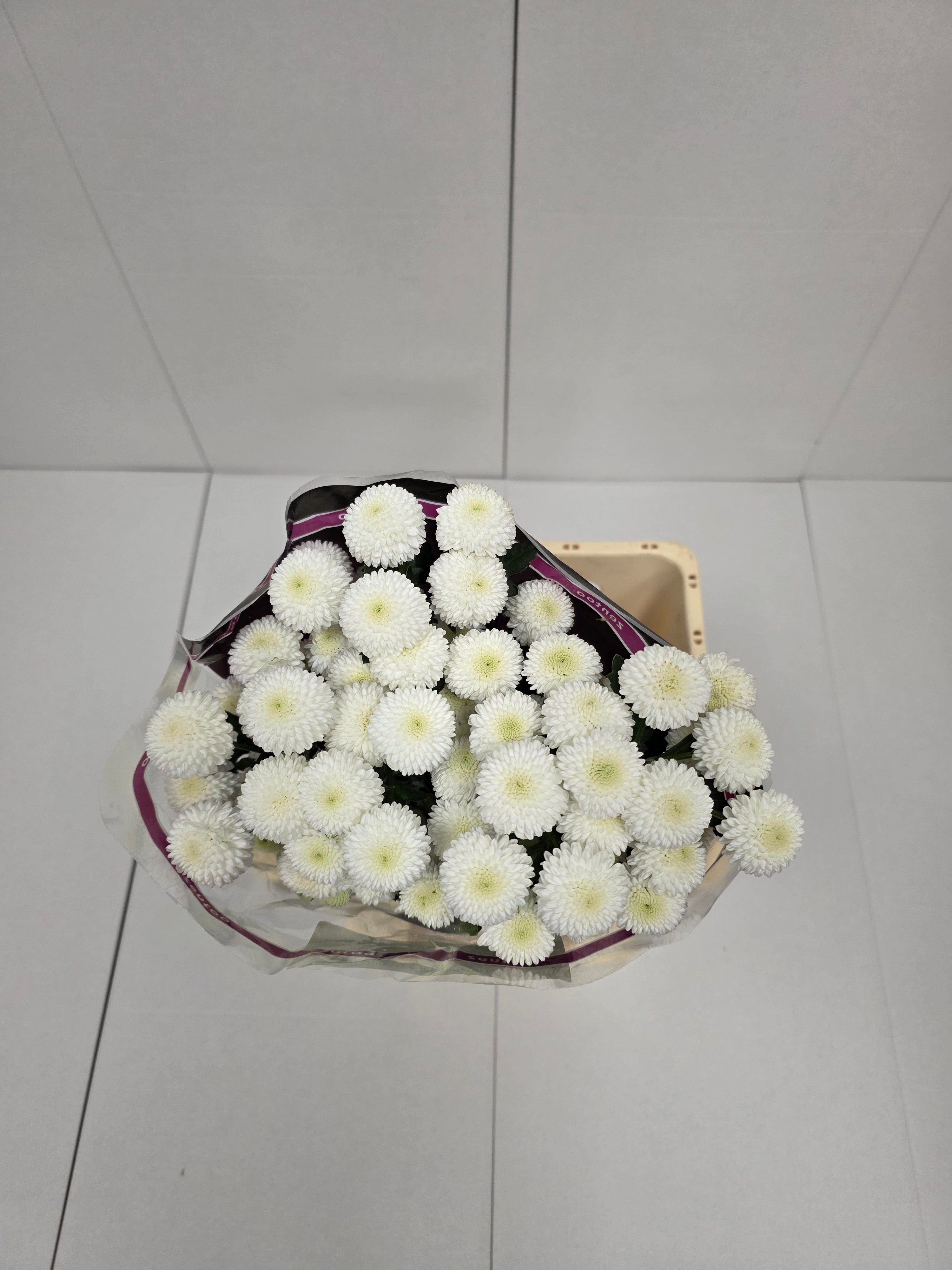 Farm Fresh Spray Chrysanthemum T Newton (Bunch of 5 stems, Length 70cm) (PACK OF 2)