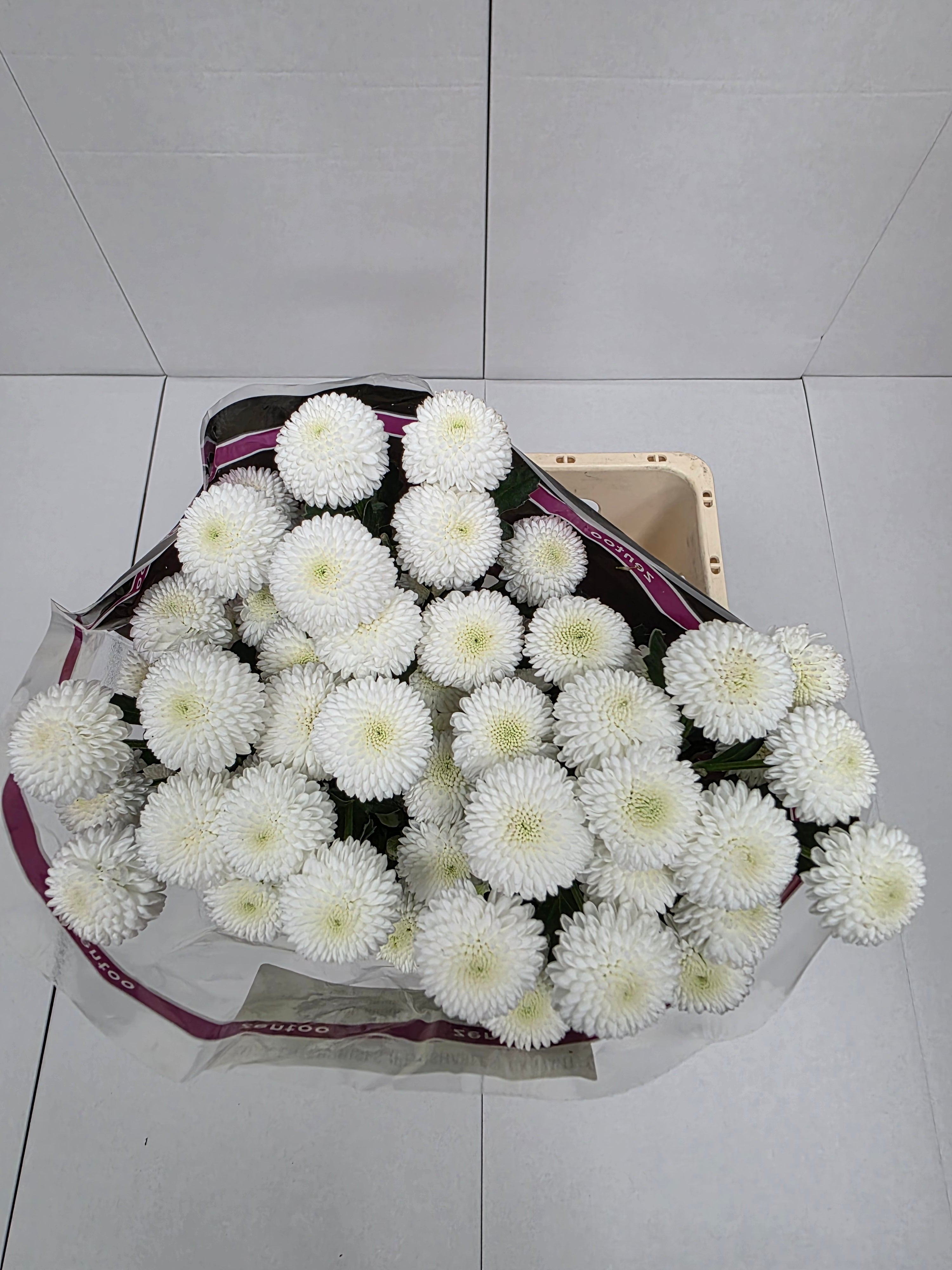 Farm Fresh Spray Chrysanthemum T Newton (Bunch of 5 stems, Length 70cm) (PACK OF 2)
