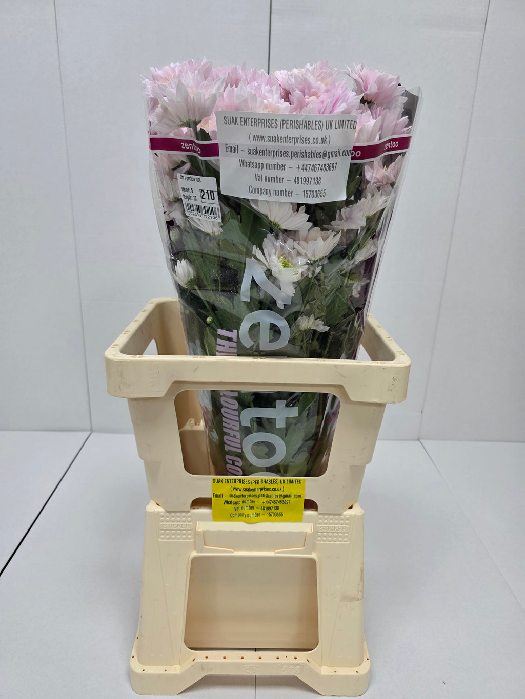 Farm Fresh Spray Chrysanthemum T Pastela Rose (Bunch of 5 stems, Length 70cm) (PACK OF 2)