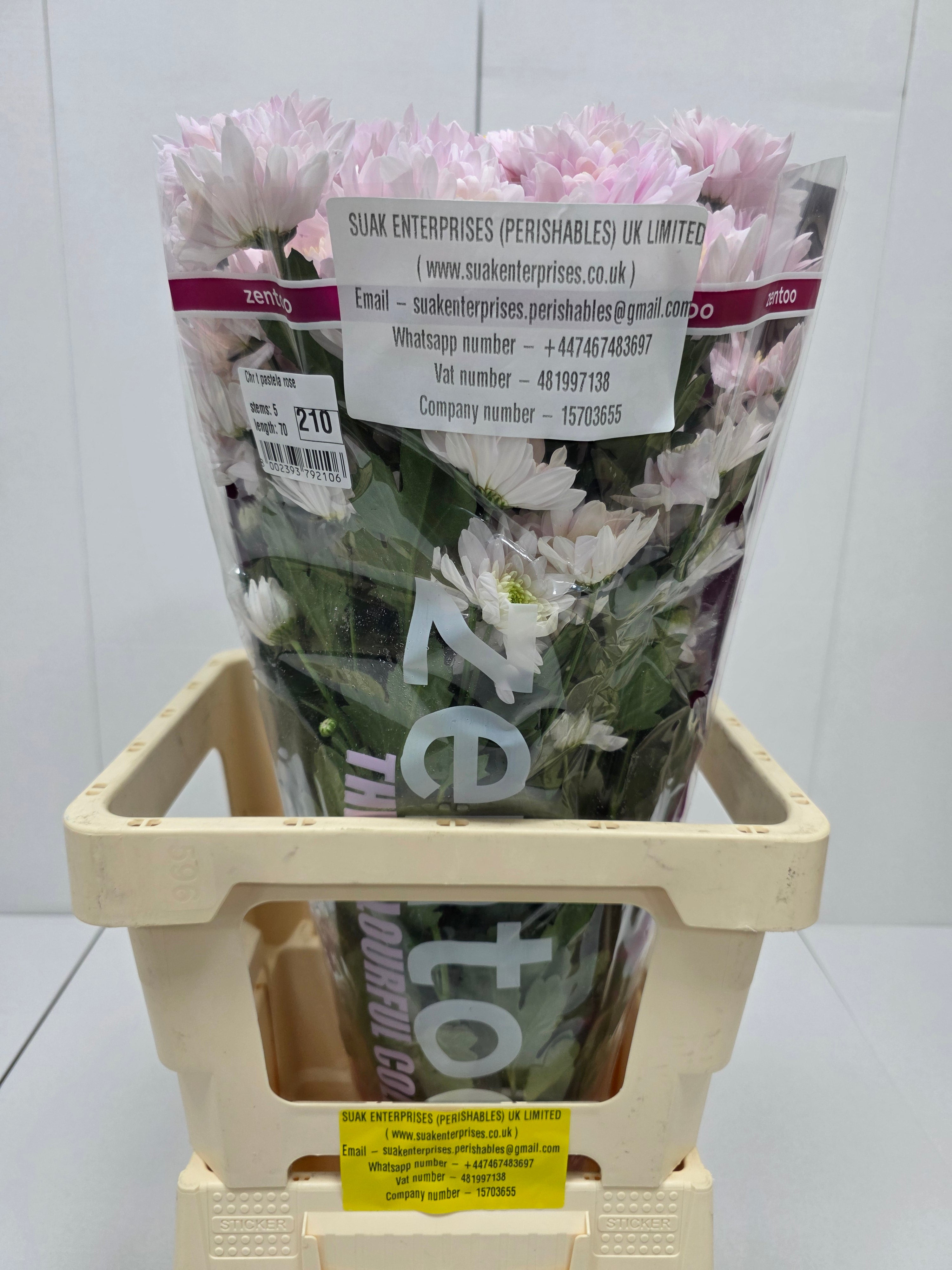 Farm Fresh Spray Chrysanthemum T Pastela Rose (Bunch of 5 stems, Length 70cm) (PACK OF 2)