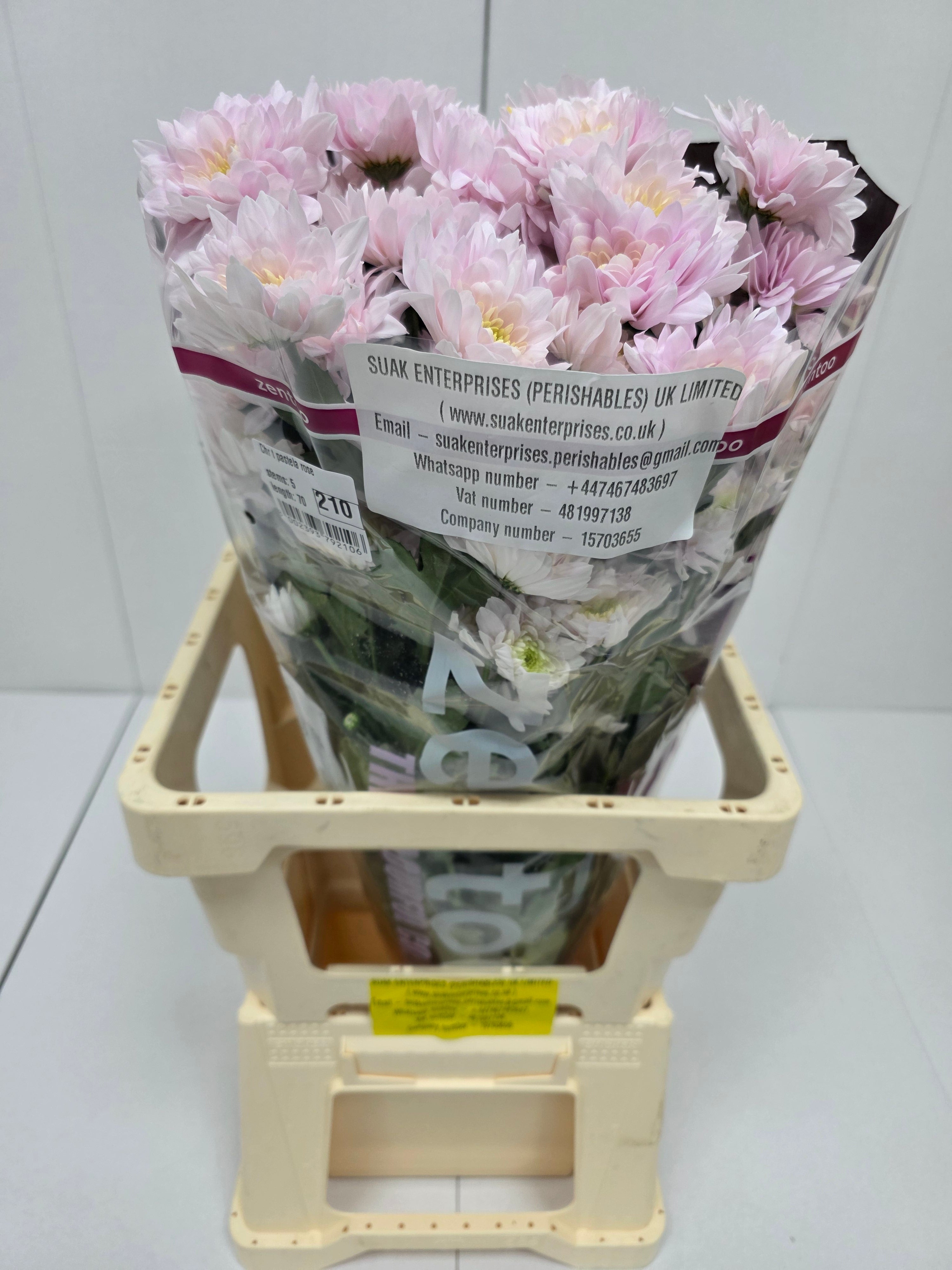 Farm Fresh Spray Chrysanthemum T Pastela Rose (Bunch of 5 stems, Length 70cm) (PACK OF 2)