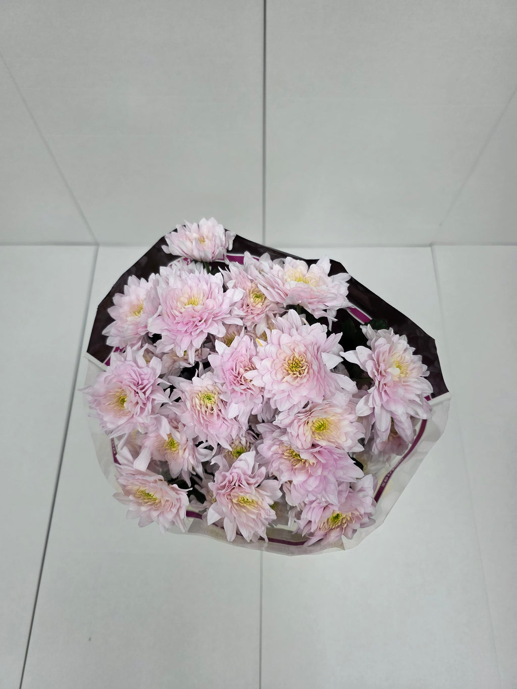 Farm Fresh Spray Chrysanthemum T Pastela Rose (Bunch of 5 stems, Length 70cm) (PACK OF 2)