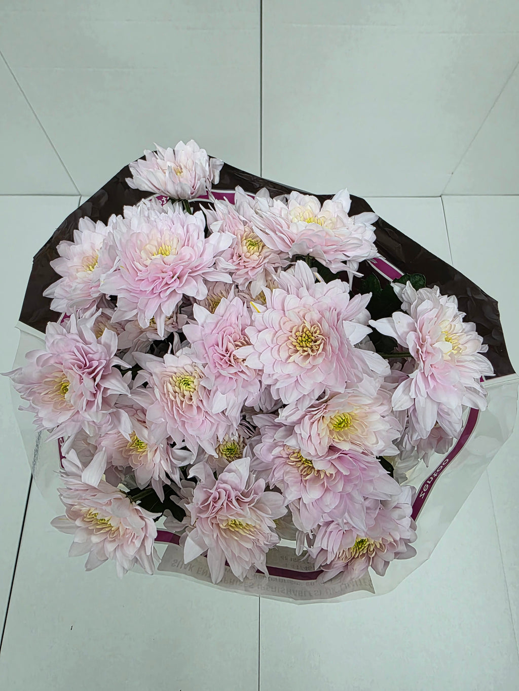 Farm Fresh Spray Chrysanthemum T Pastela Rose (Bunch of 5 stems, Length 70cm) (PACK OF 2)