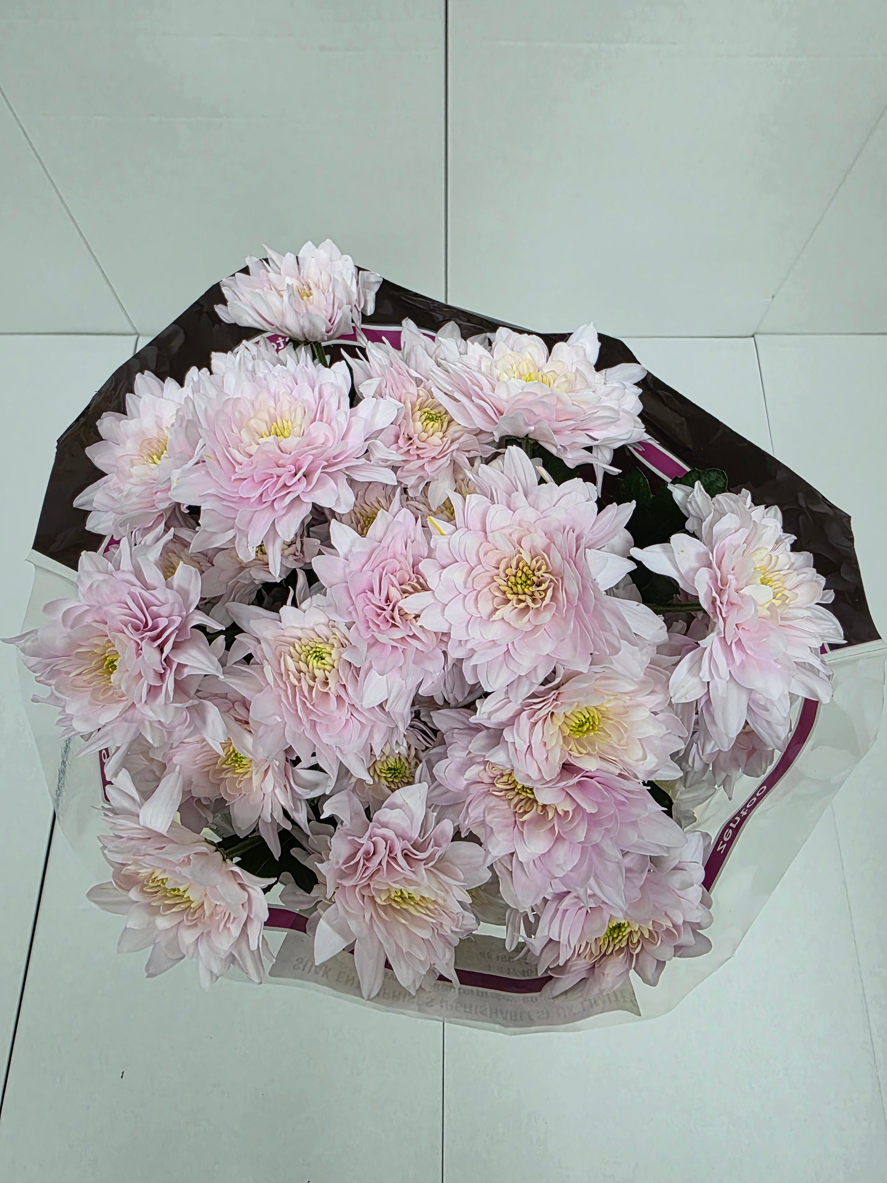 Farm Fresh Spray Chrysanthemum T Pastela Rose (Bunch of 5 stems, Length 70cm) (PACK OF 2)