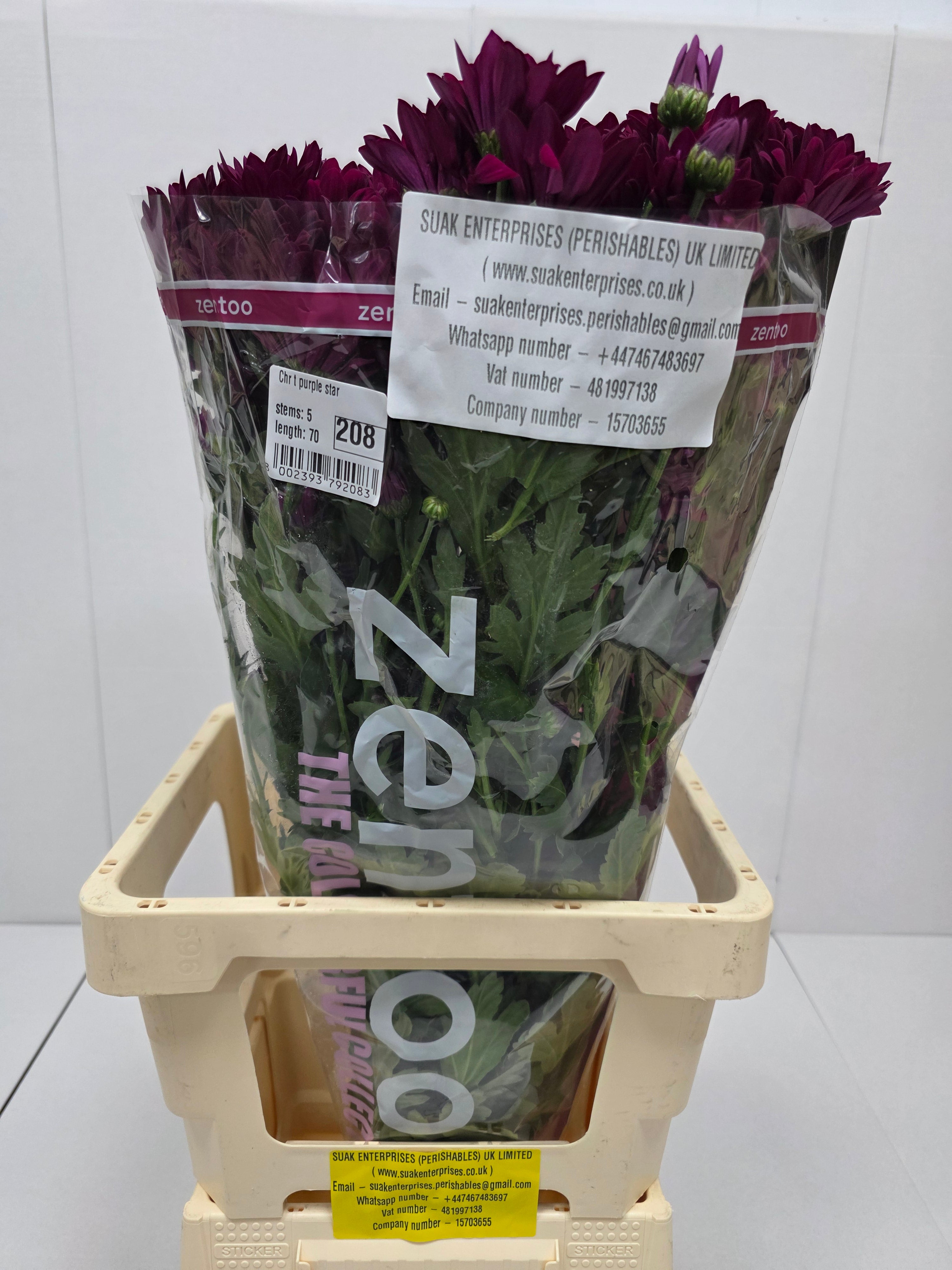 Farm Fresh Spray Chrysanthemum T Purple Star (Bunch of 5 stems, Length 70cm) (PACK OF 2)