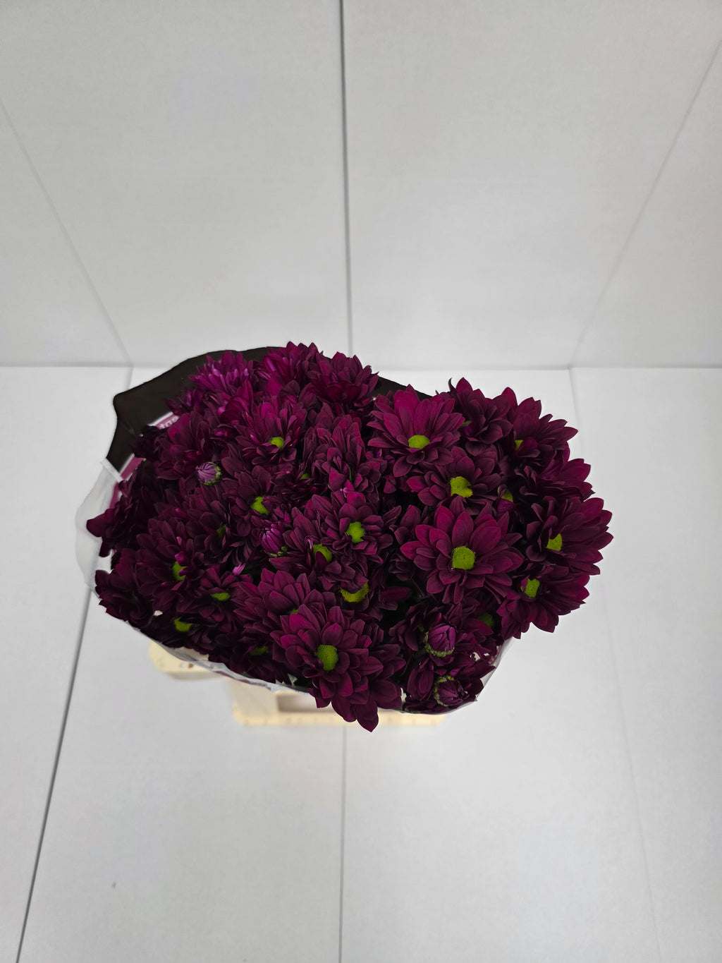 Farm Fresh Spray Chrysanthemum T Purple Star (Bunch of 5 stems, Length 70cm) (PACK OF 2)