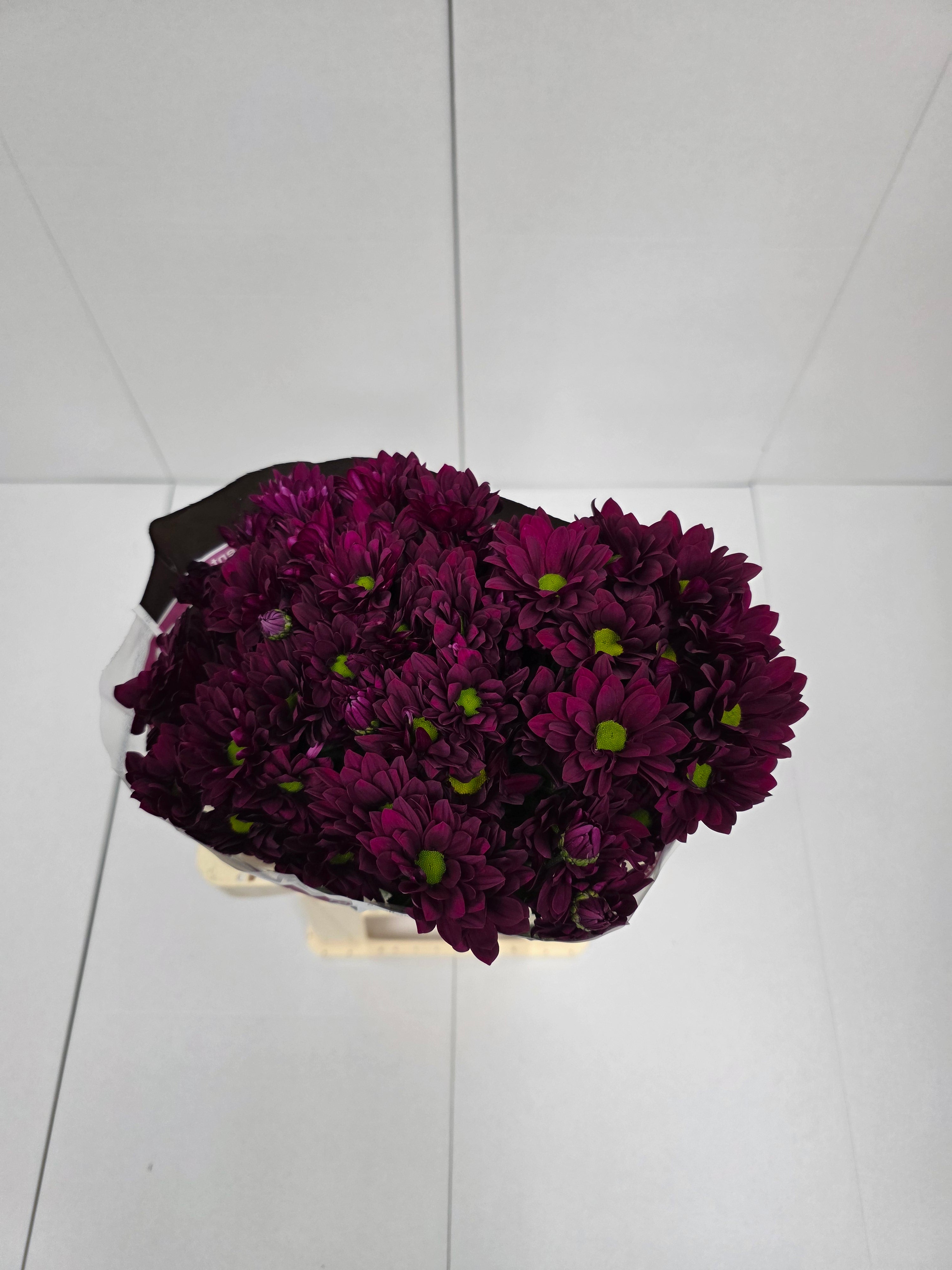 Farm Fresh Spray Chrysanthemum T Purple Star (Bunch of 5 stems, Length 70cm) (PACK OF 2)