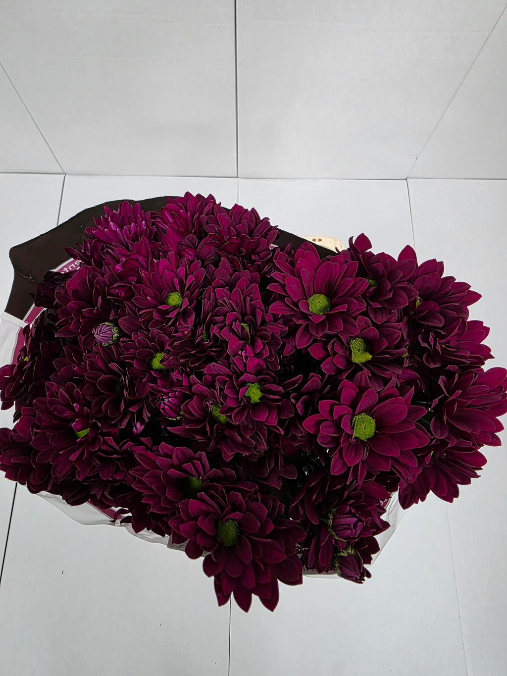 Farm Fresh Spray Chrysanthemum T Purple Star (Bunch of 5 stems, Length 70cm) (PACK OF 2)