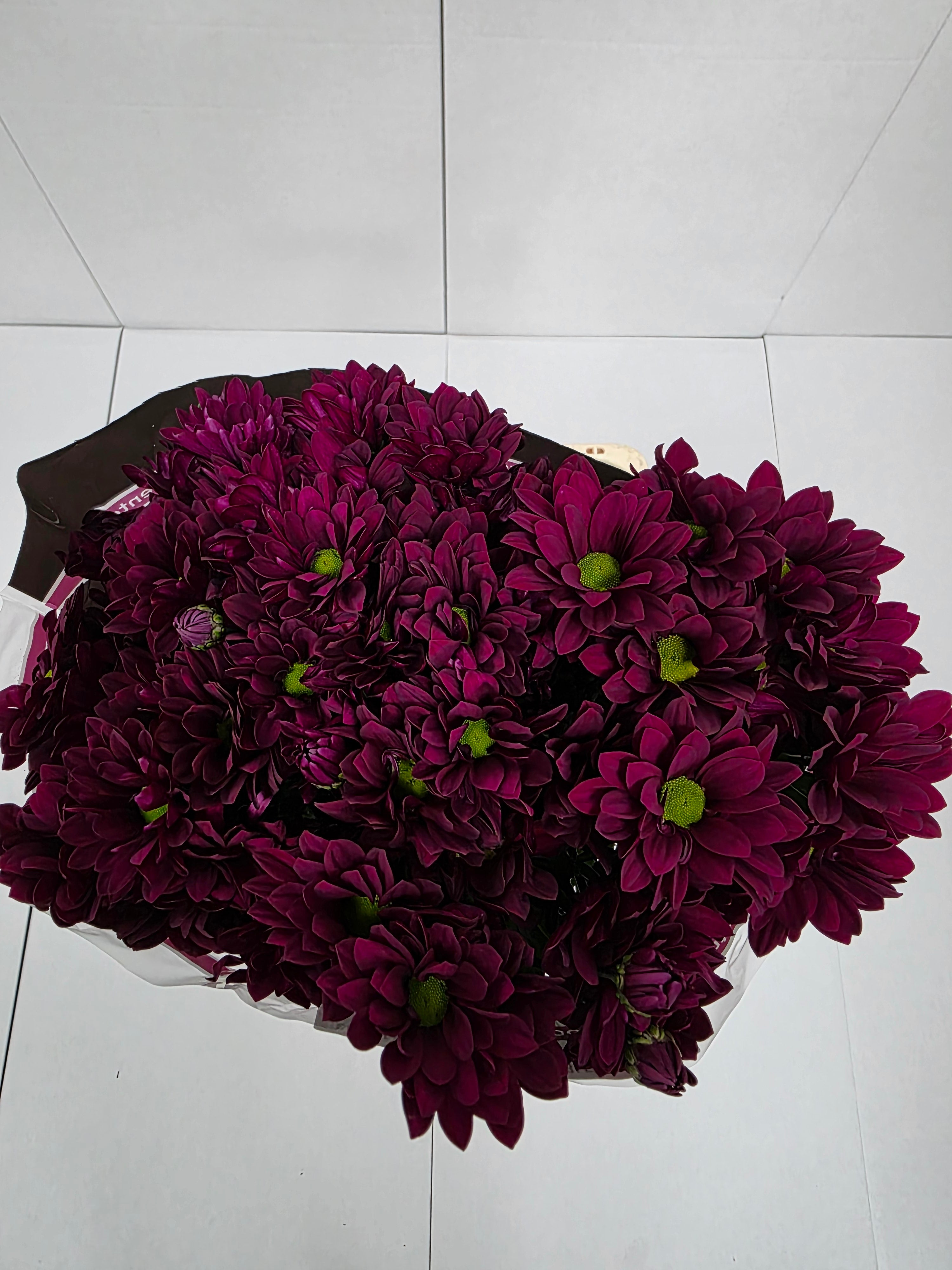 Farm Fresh Spray Chrysanthemum T Purple Star (Bunch of 5 stems, Length 70cm) (PACK OF 2)