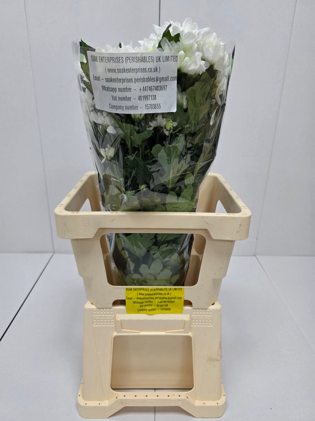 Farm Fresh Spray Chrysanthemum T Radost (Bunch of 5 stems, Length 70cm) (PACK OF 2)