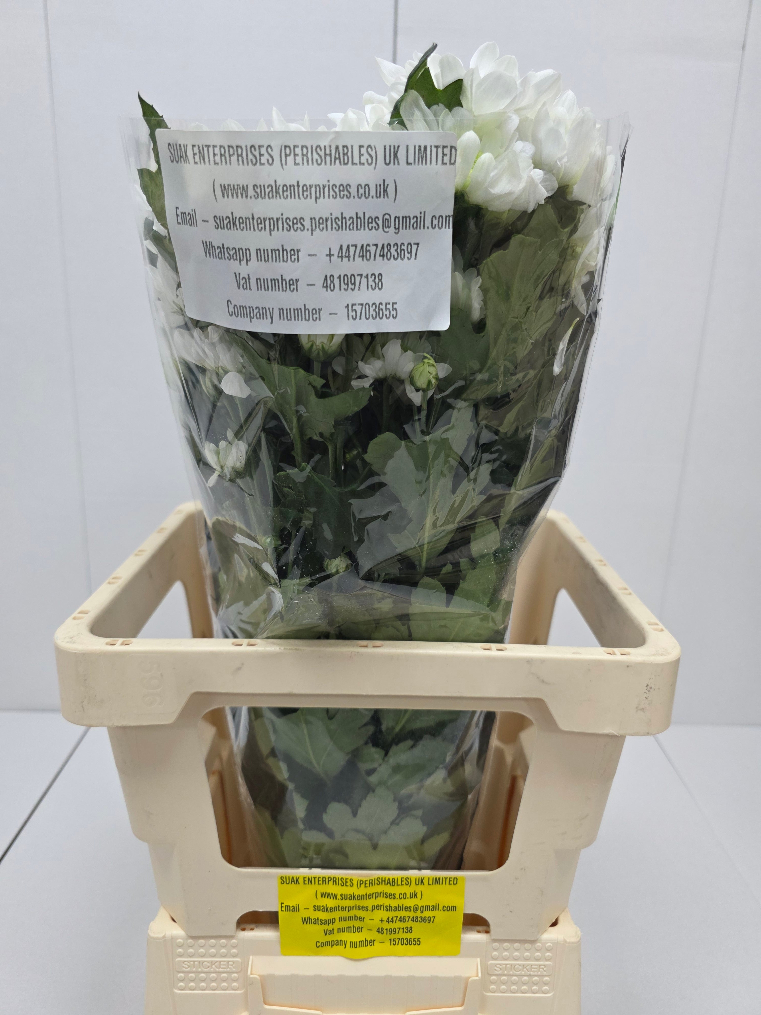 Farm Fresh Spray Chrysanthemum T Radost (Bunch of 5 stems, Length 70cm) (PACK OF 2)