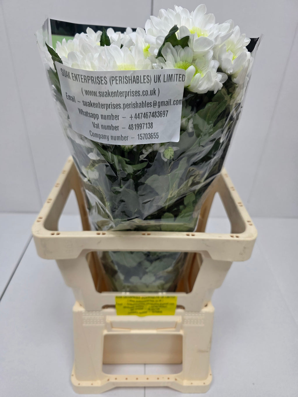 Farm Fresh Spray Chrysanthemum T Radost (Bunch of 5 stems, Length 70cm) (PACK OF 2)