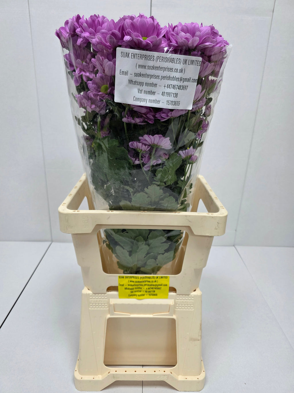 Farm Fresh Spray Chrysanthemum T Resq (Bunch of 5 stems, Length 70cm) (PACK OF 2)