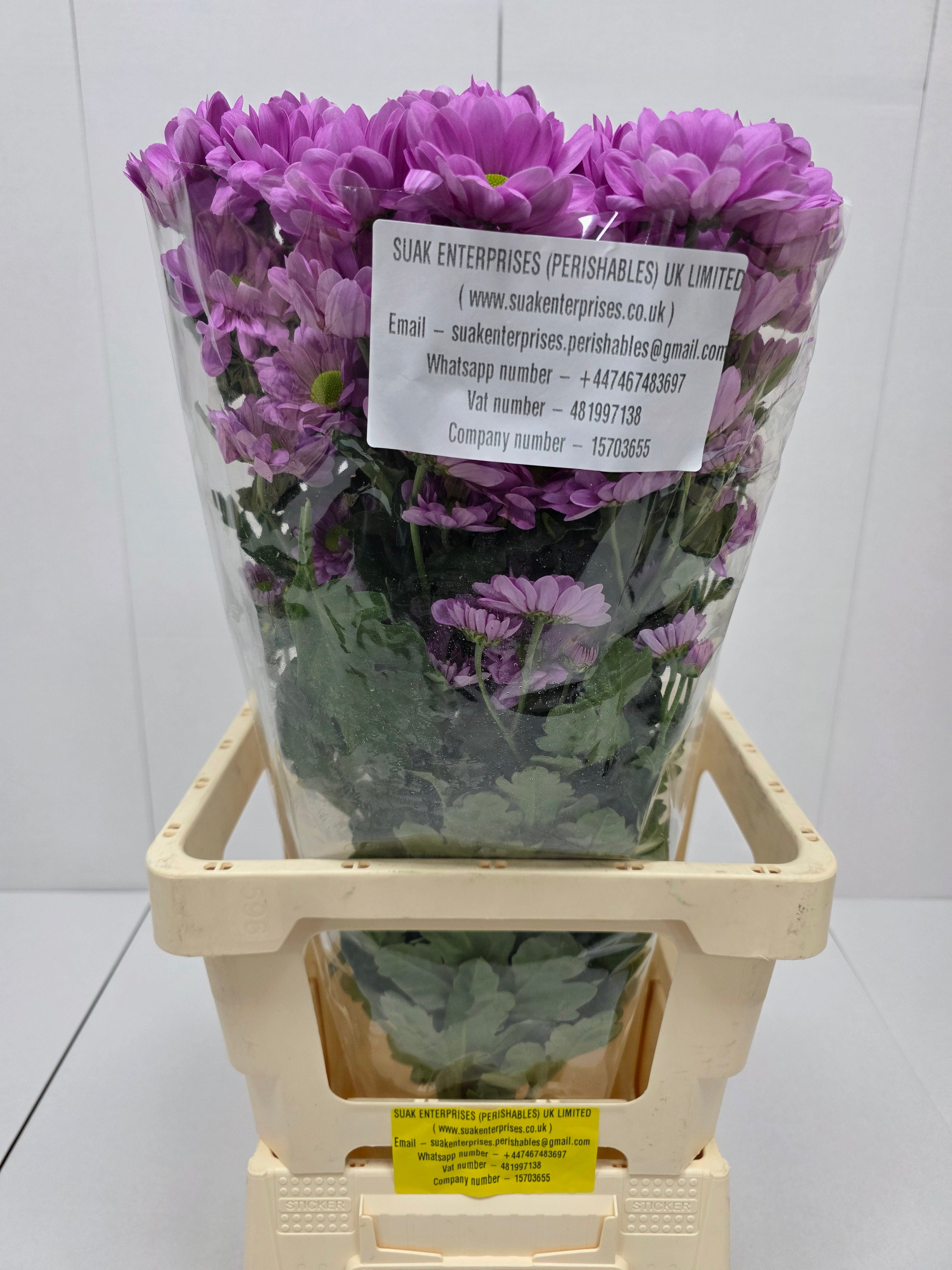 Farm Fresh Spray Chrysanthemum T Resq (Bunch of 5 stems, Length 70cm) (PACK OF 2)