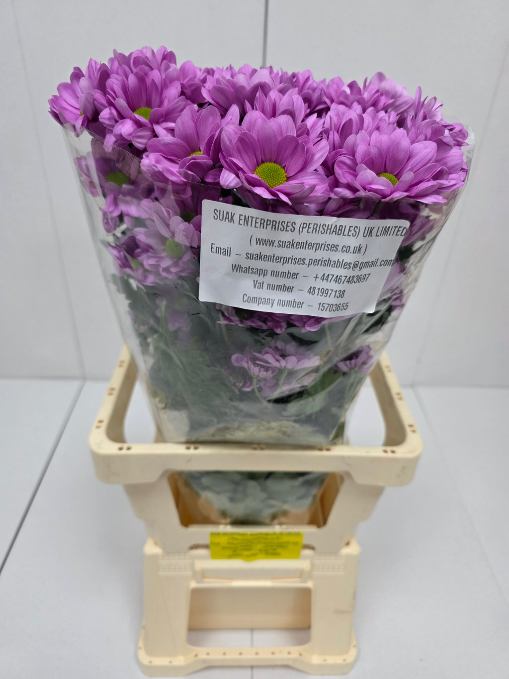 Farm Fresh Spray Chrysanthemum T Resq (Bunch of 5 stems, Length 70cm) (PACK OF 2)