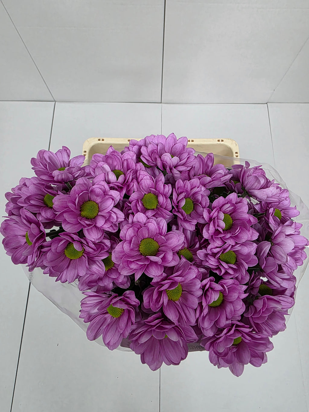 Farm Fresh Spray Chrysanthemum T Resq (Bunch of 5 stems, Length 70cm) (PACK OF 2)